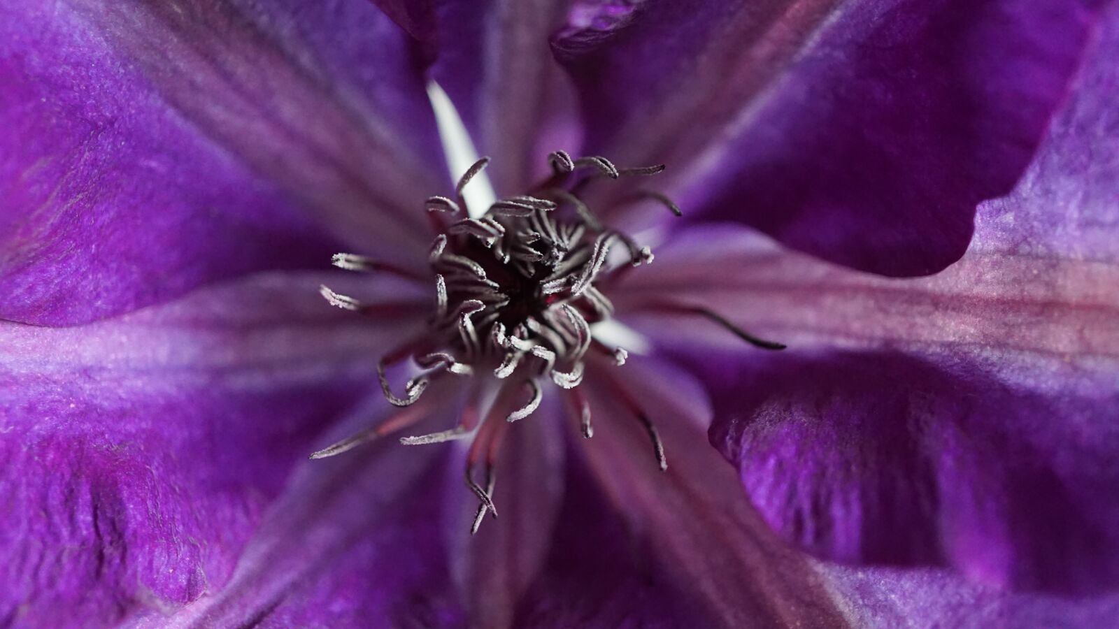 Sony a6000 sample photo. Clematis, purple, close up photography
