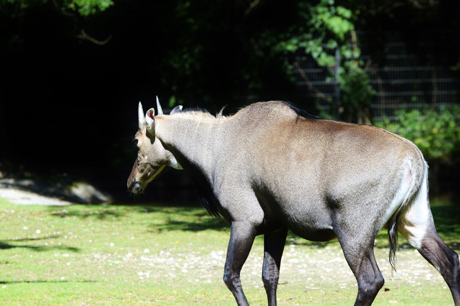 Nikon D3200 sample photo. Nilgun antelope, antelope, antelope photography
