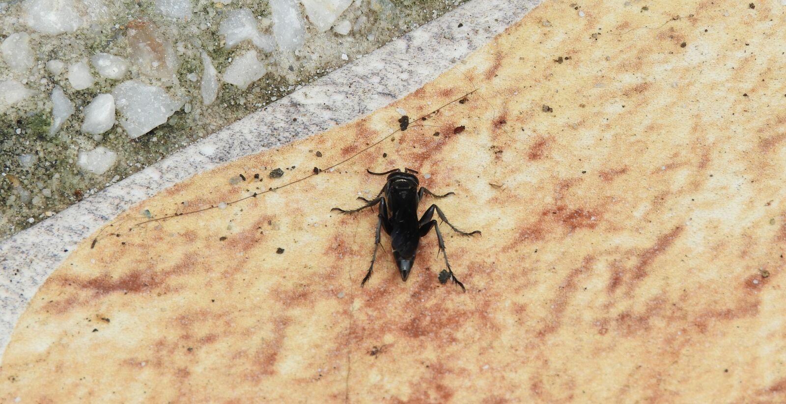 Nikon Coolpix B700 sample photo. Nature, animalia, insect photography