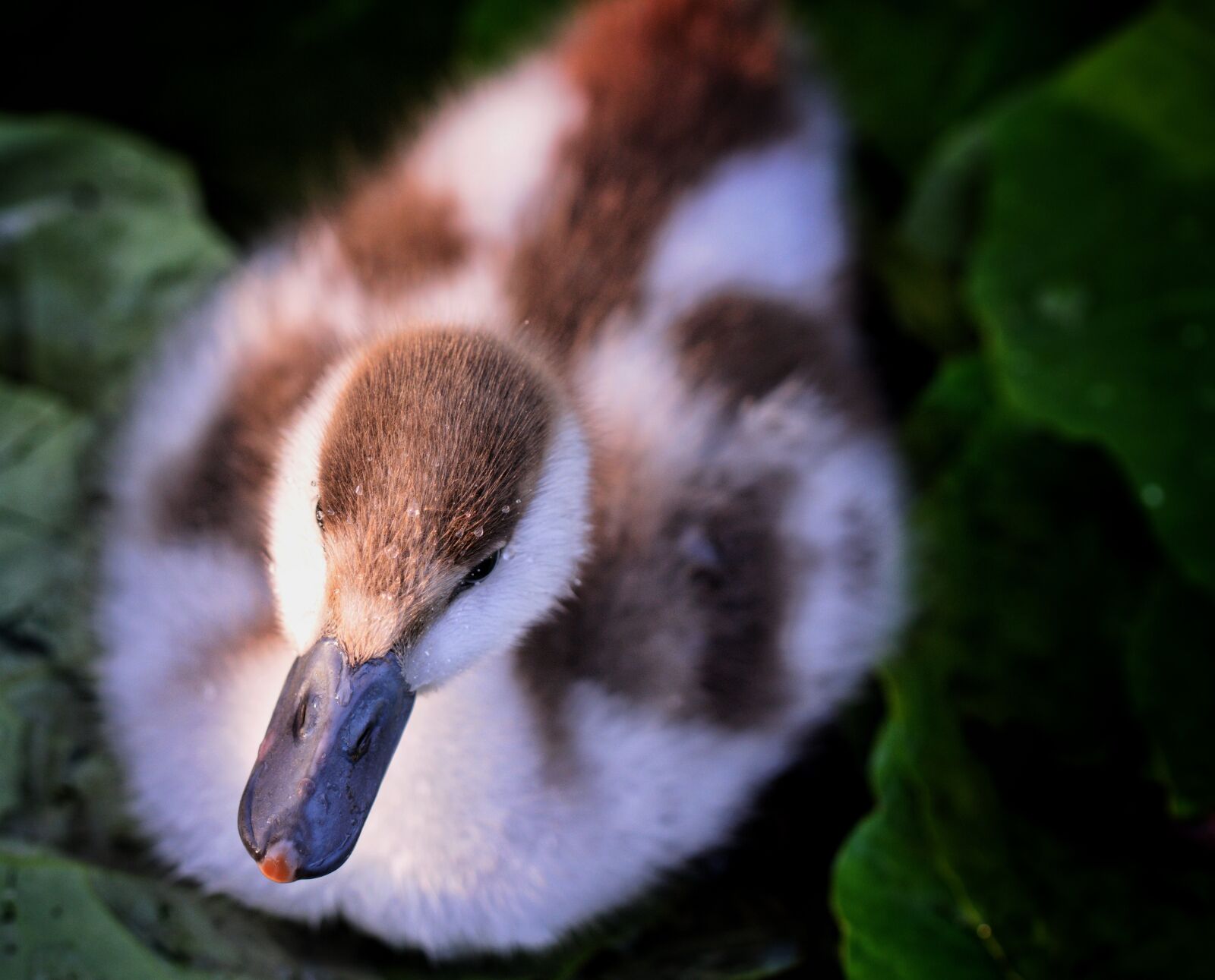 Nikon D3300 sample photo. Duckling, duck, pond photography