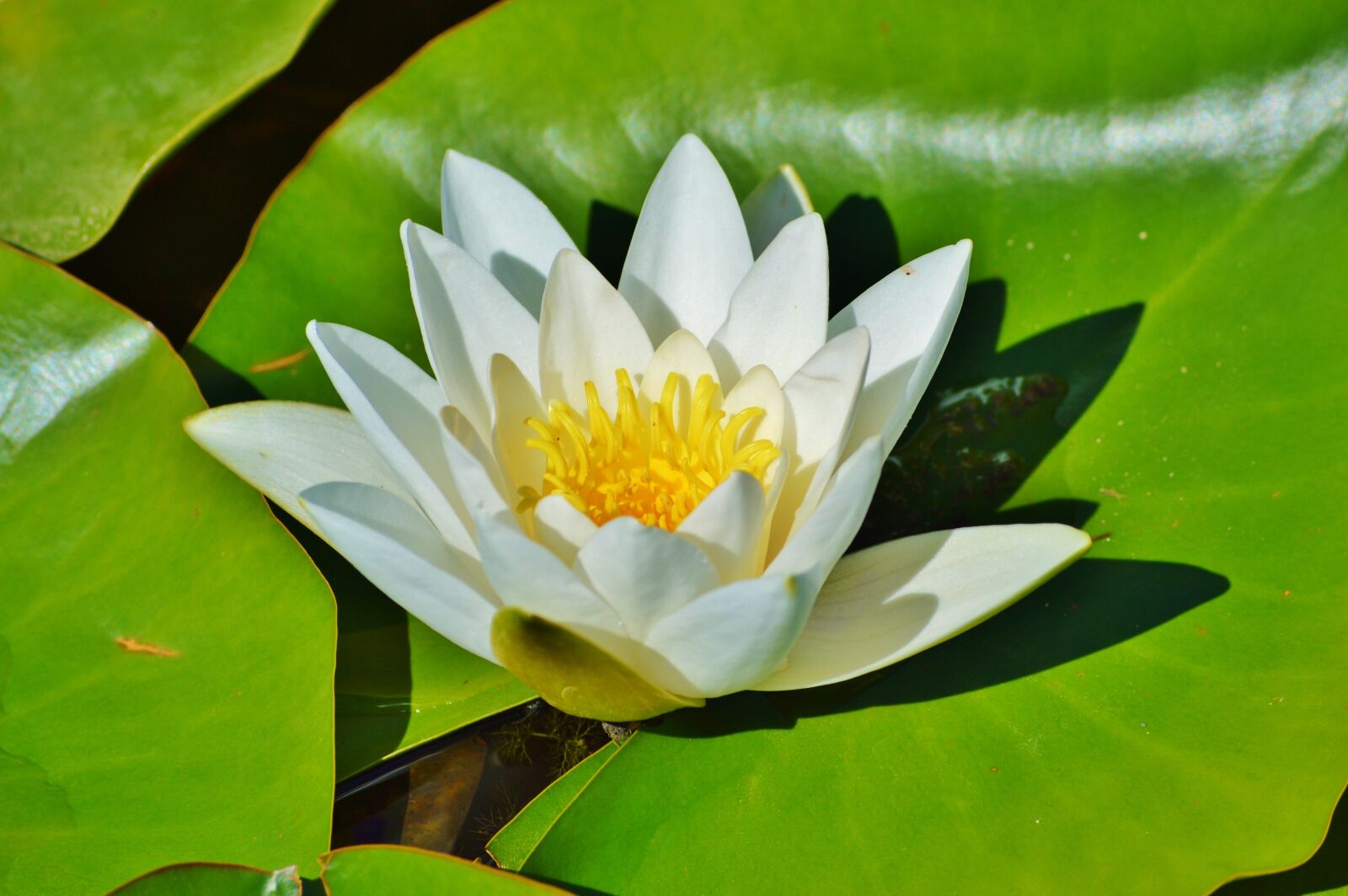 Nikon D3200 sample photo. Water lily, rose, flower photography