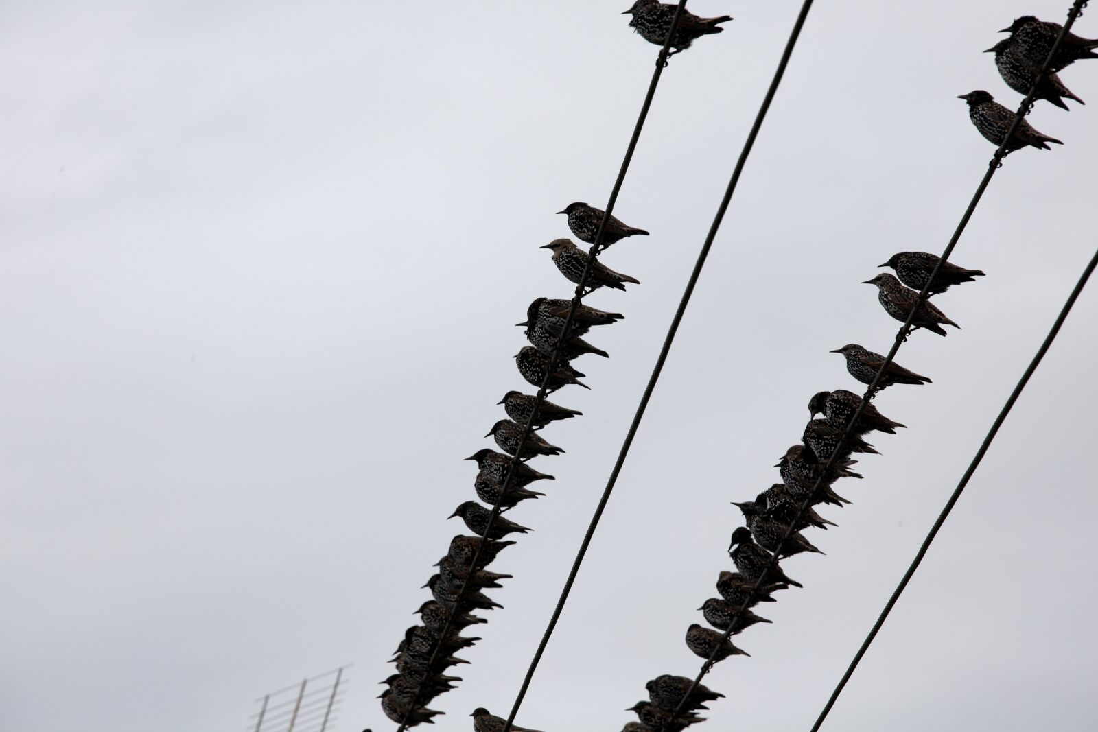 Canon EOS 5D Mark II sample photo. Stare, birds, power line photography