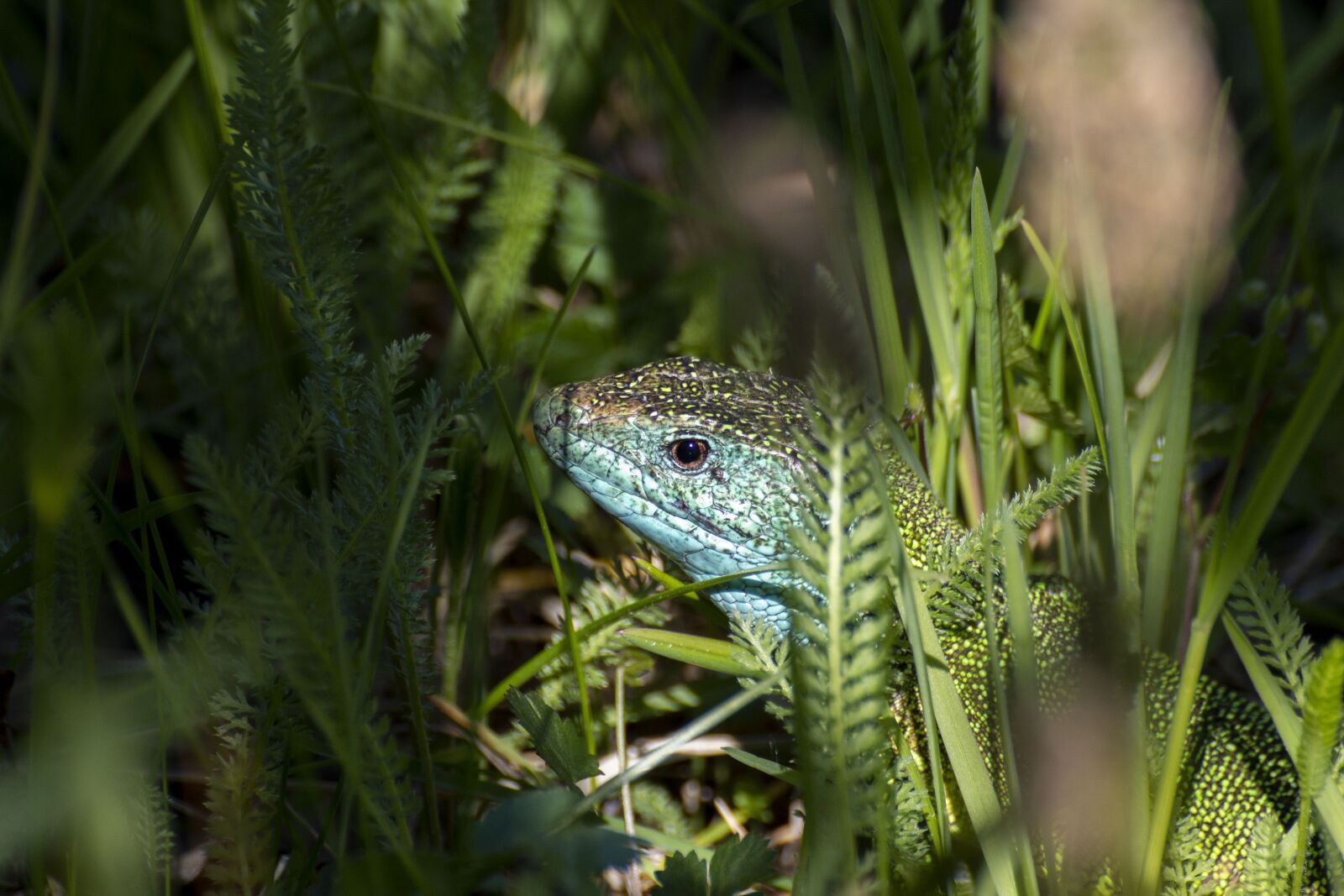 Canon EOS 600D (Rebel EOS T3i / EOS Kiss X5) sample photo. The lizard, reptile, nature photography