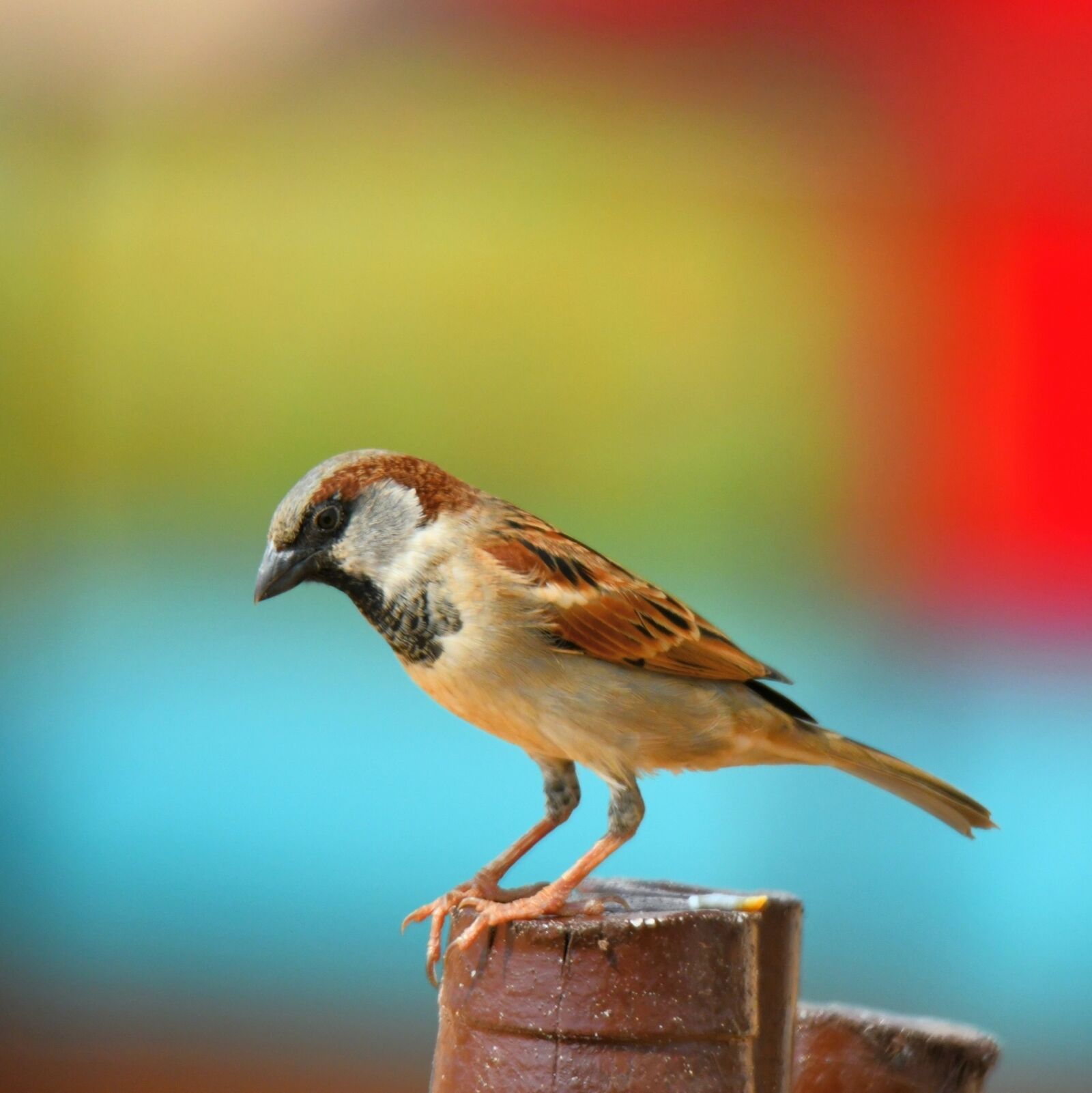 Nikon D850 sample photo. Bird, wildlife, nature photography