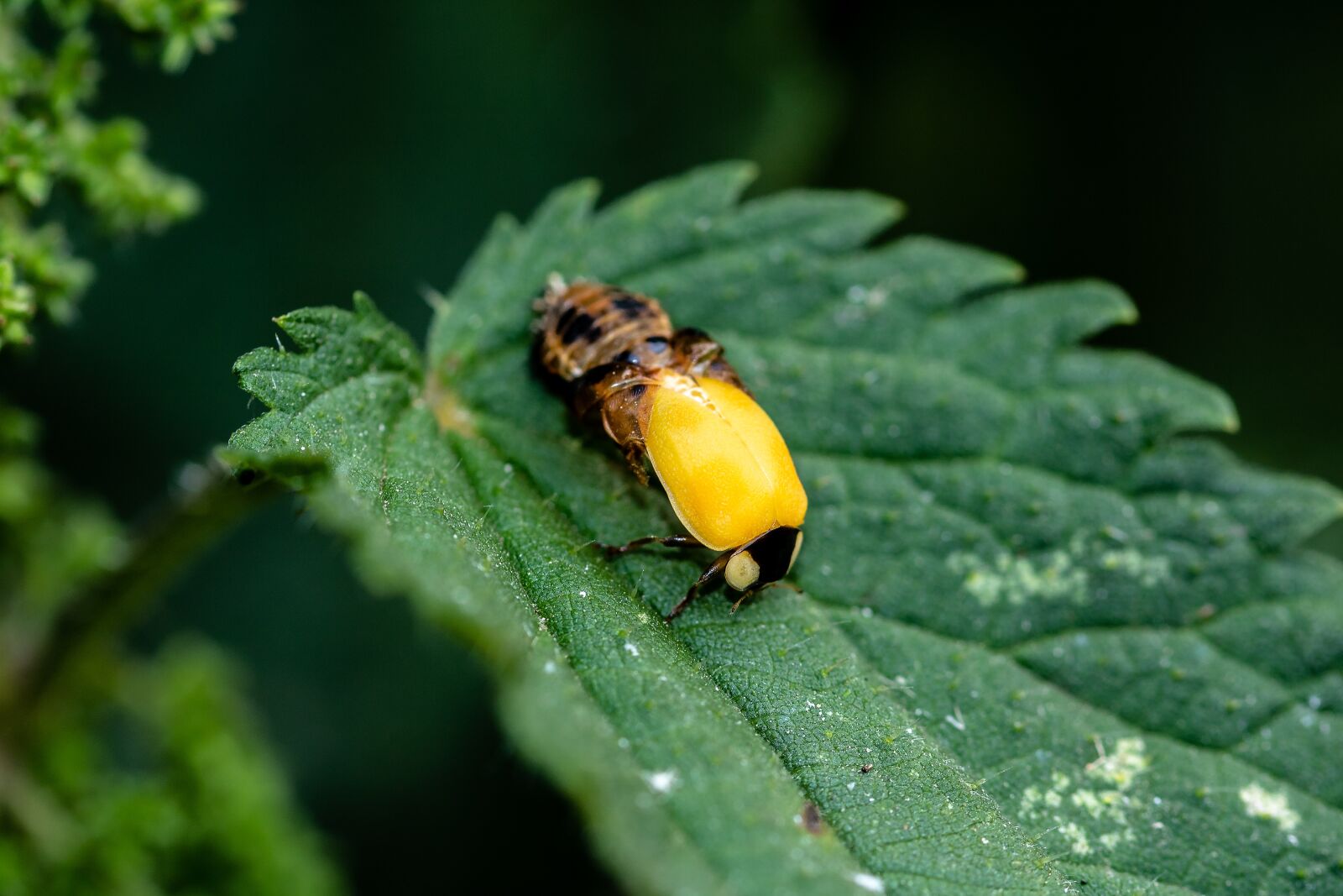 Canon EOS 750D (EOS Rebel T6i / EOS Kiss X8i) sample photo. Ladybug, birth, hatching ladybug photography