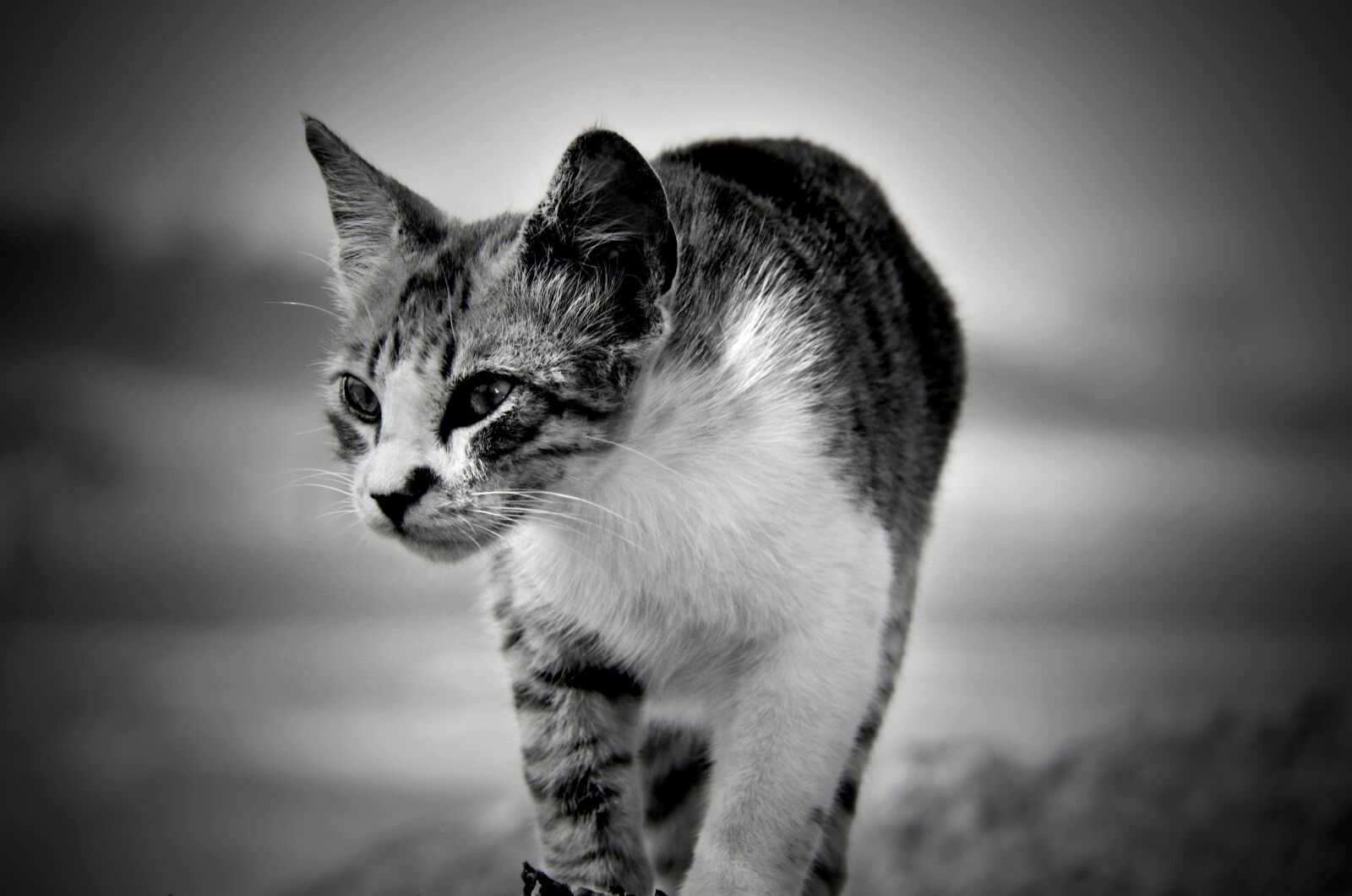 Nikon D7000 sample photo. Cat, animal, cute photography