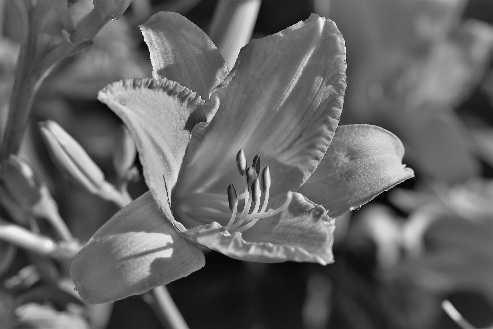 Nikon D5500 sample photo. Black and white, plant photography