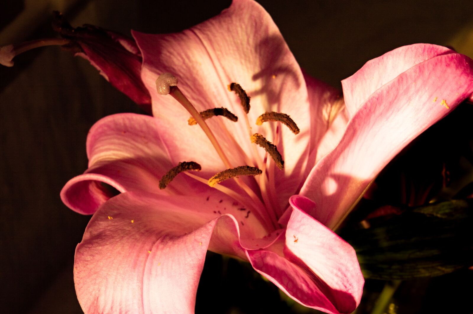 Nikon D3200 + Tamron 18-270mm F3.5-6.3 Di II VC PZD sample photo. Lily, pink lily, flower photography
