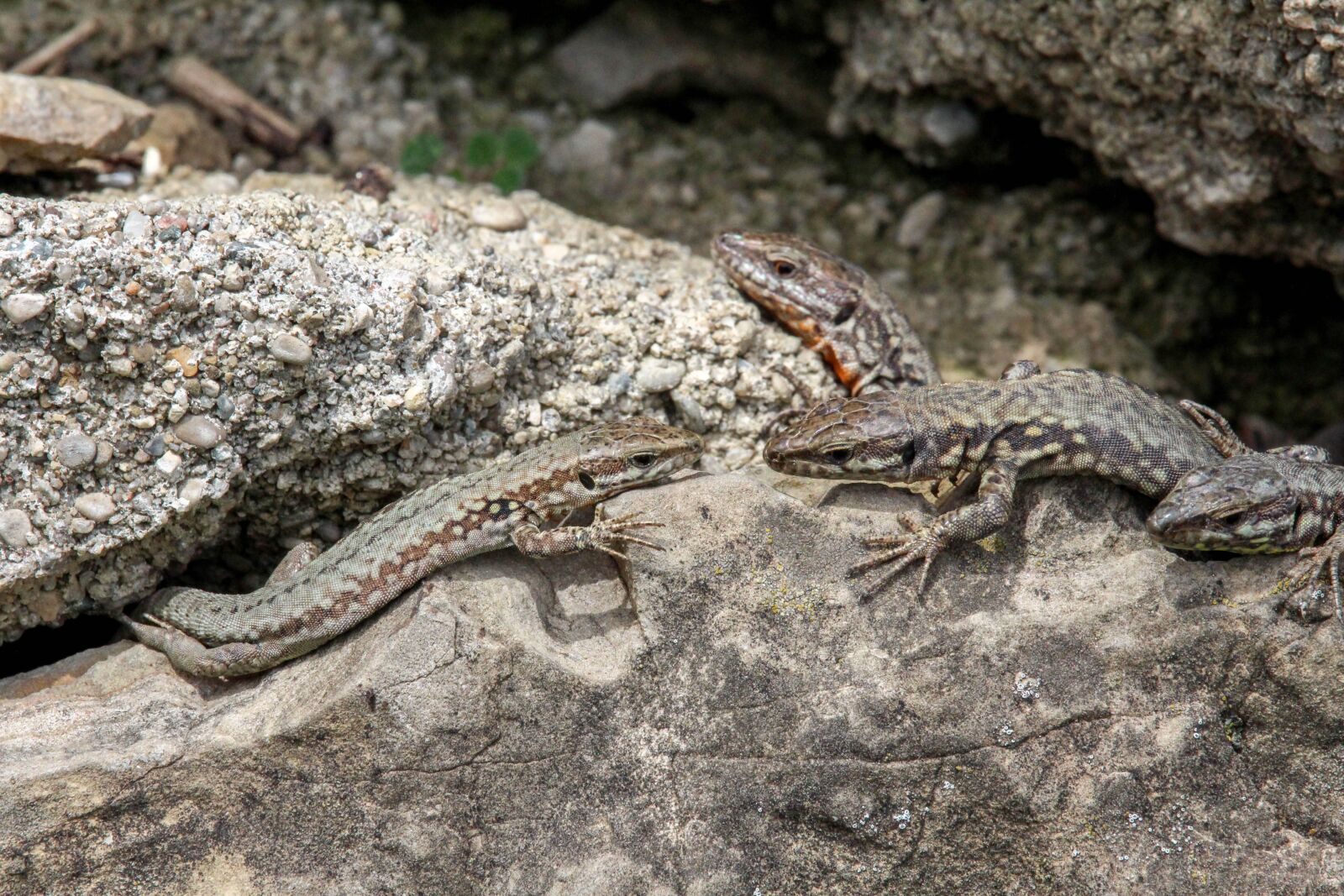 Canon EOS 700D (EOS Rebel T5i / EOS Kiss X7i) sample photo. Reptile, nature, lizard photography