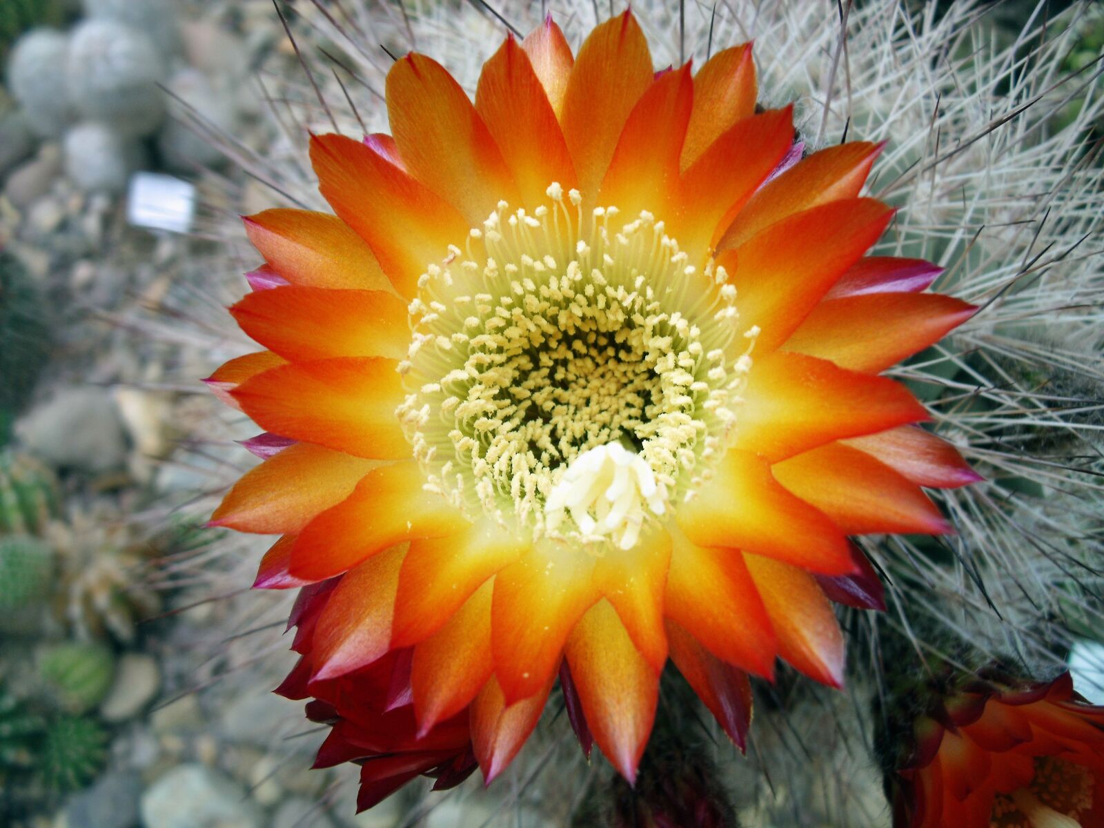 Fujifilm FinePix J110W sample photo. Cactus, flower, blooming cactus photography