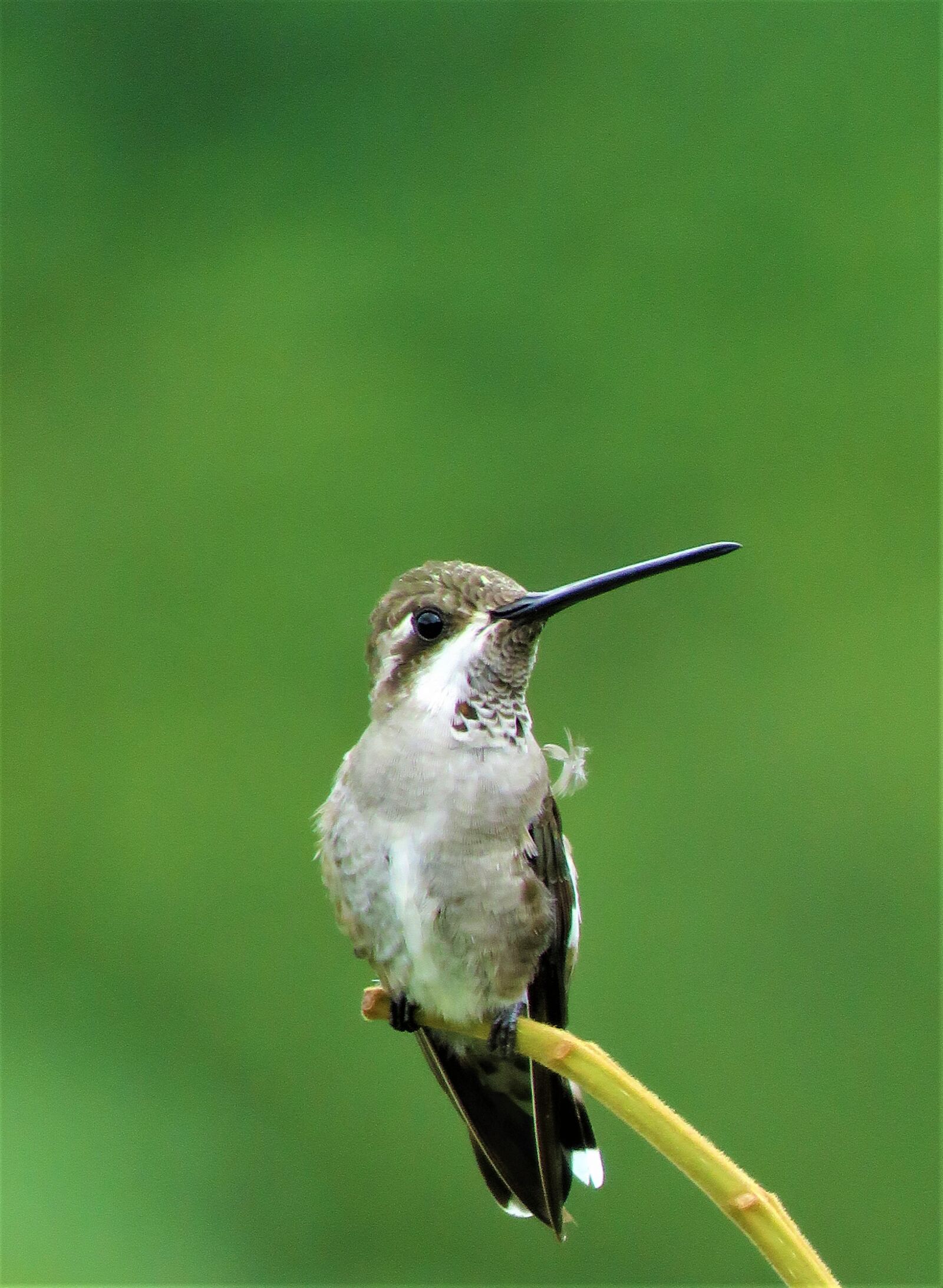Canon PowerShot SX60 HS sample photo. Hummingbird, closeup, birding photography