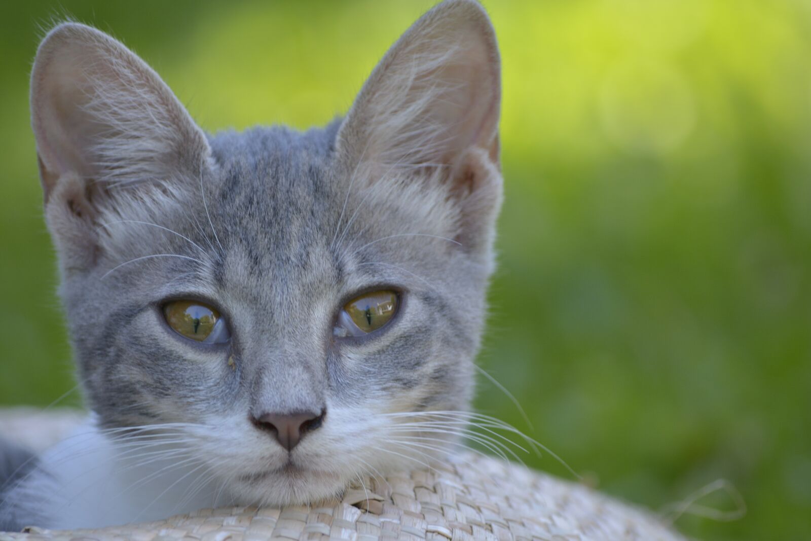 Nikon D5200 sample photo. Animals, cat, attentive photography