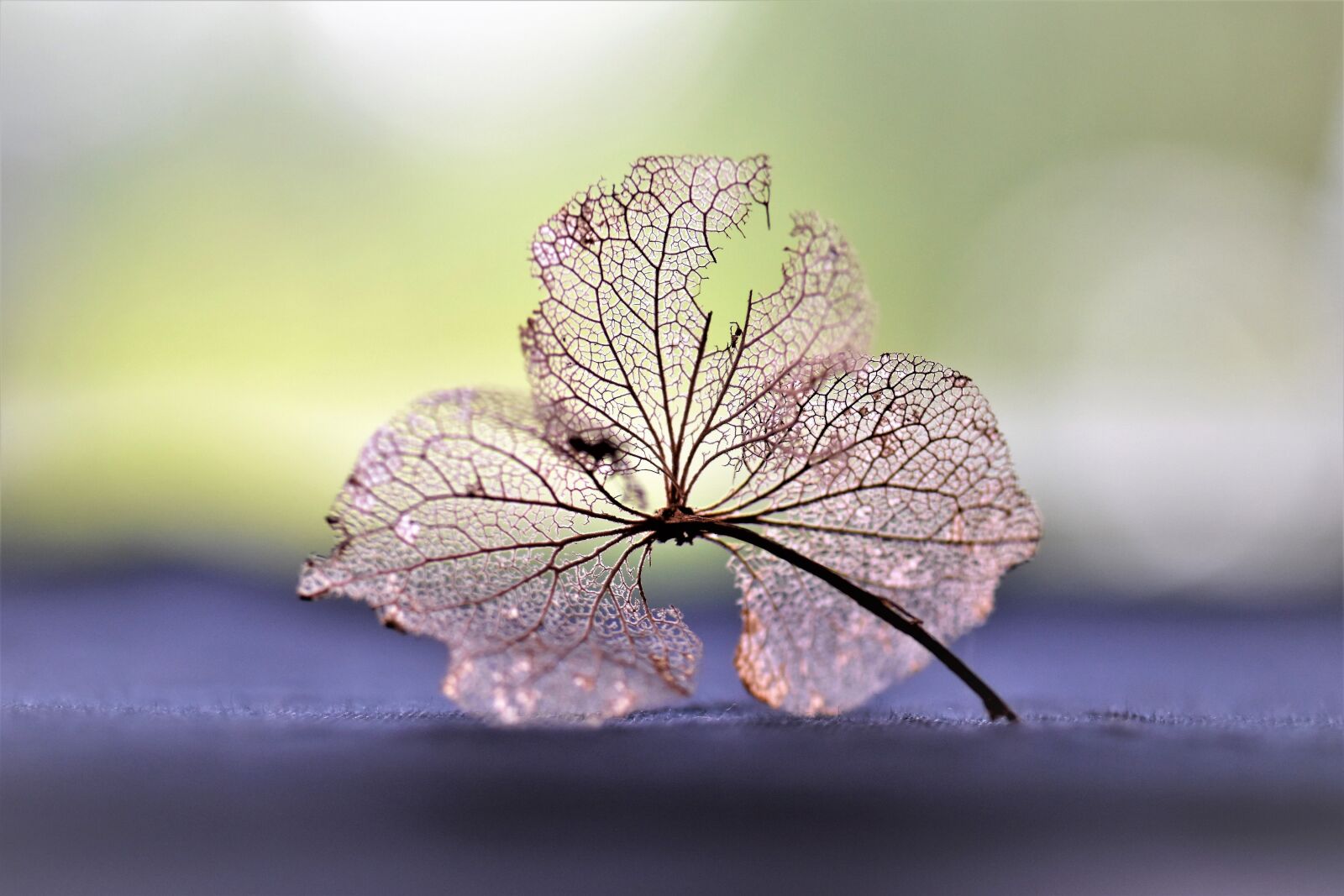 Nikon D5500 sample photo. Dry flower, dried, nature photography