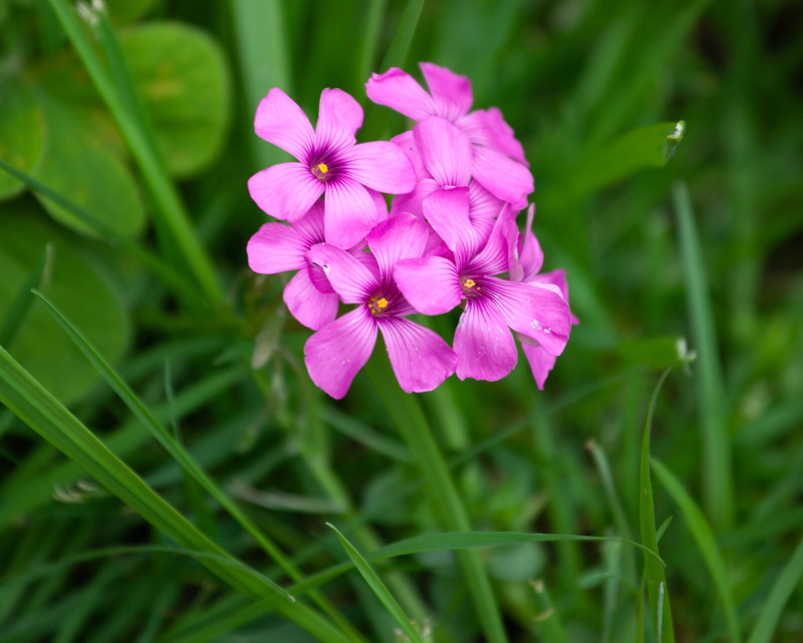 Canon EOS 5D Mark II sample photo. Pink flower, grass, garden photography