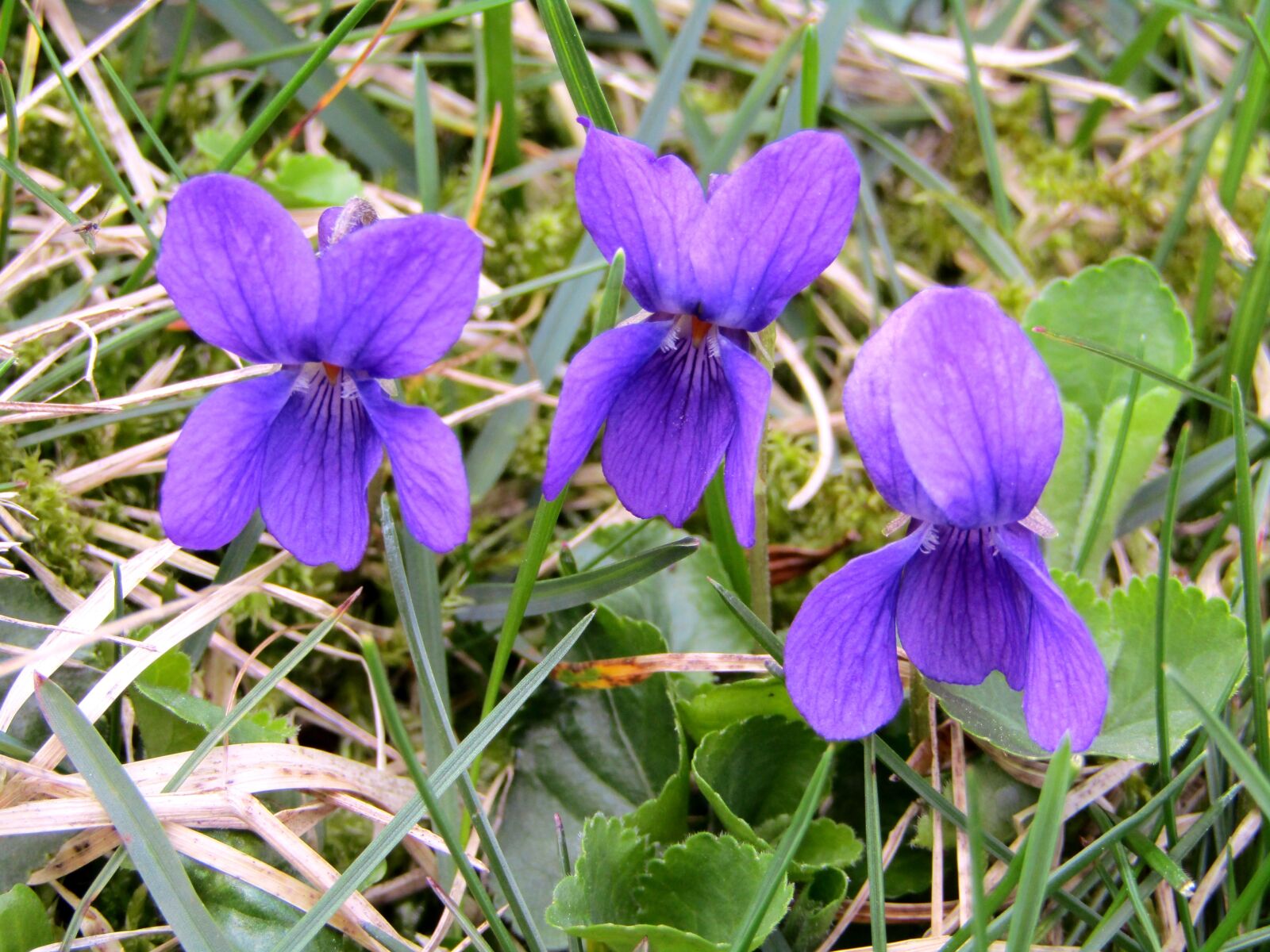 Canon POWERSHOT SX432 IS sample photo. Violet, spring, flowers photography