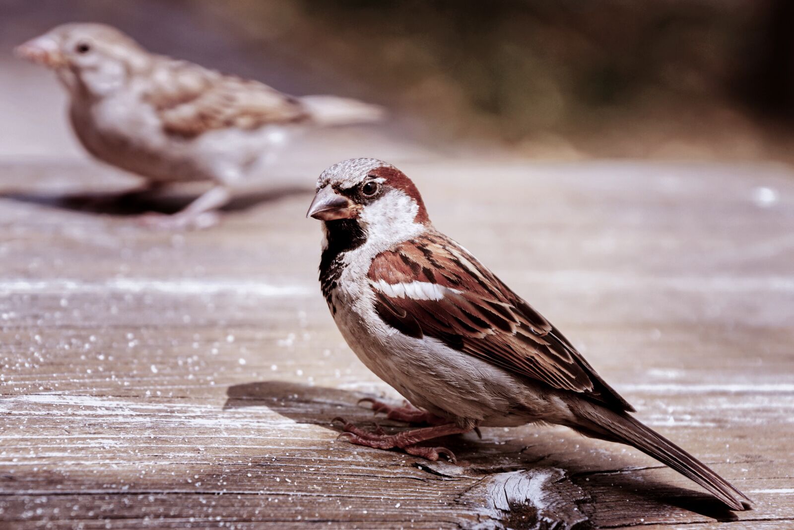 Sony DT 18-135mm F3.5-5.6 SAM sample photo. Sparrows, two, house sparrow photography