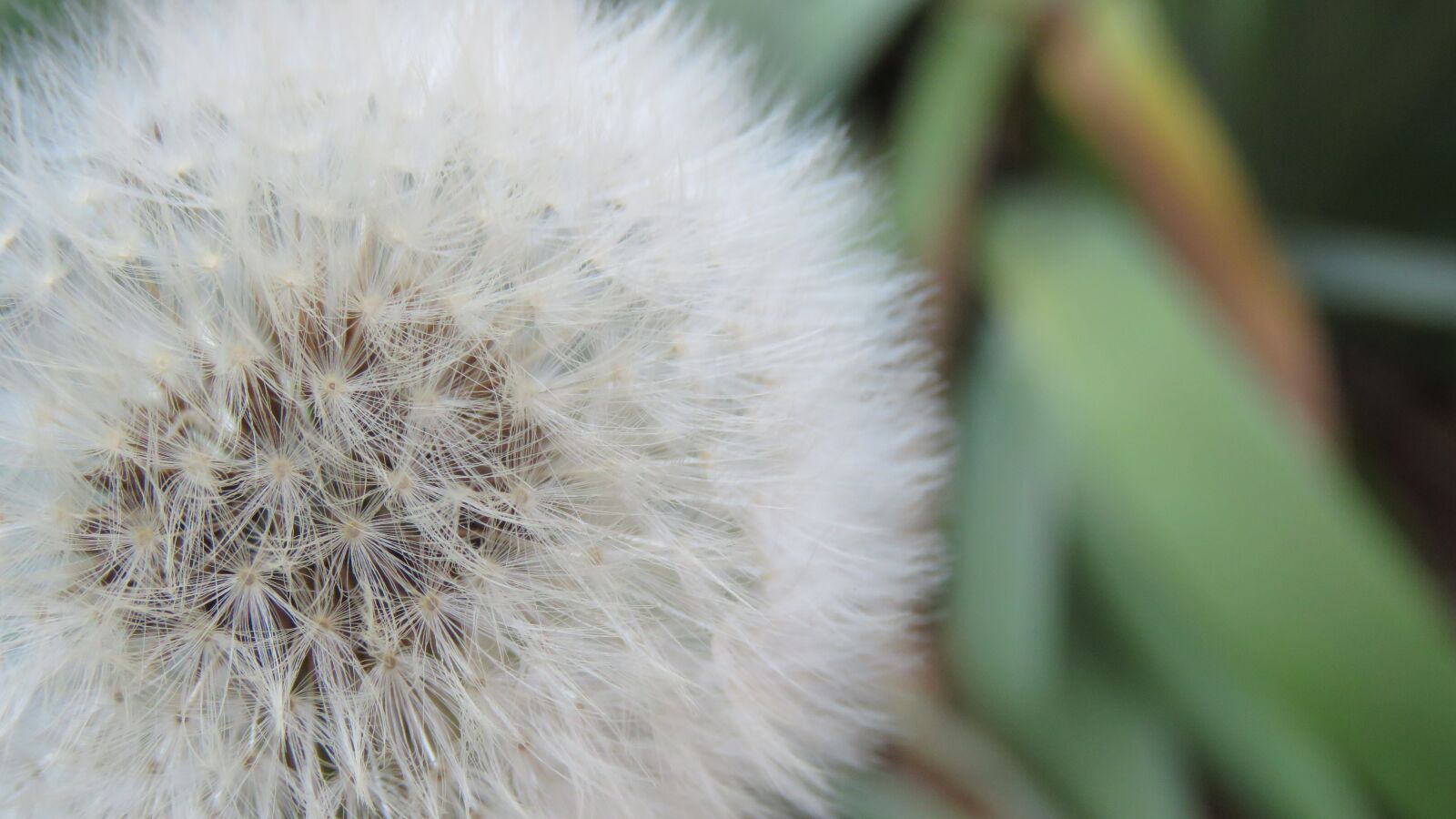 Canon PowerShot SX60 HS sample photo. White, botanical, dandelion photography