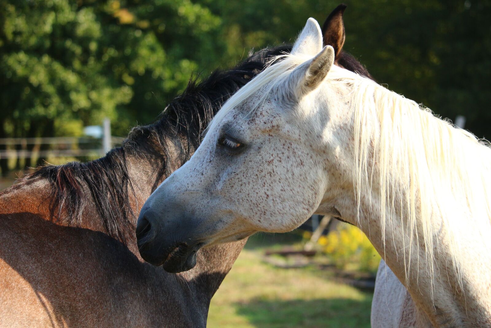 Canon EOS 100D (EOS Rebel SL1 / EOS Kiss X7) sample photo. Horse, mold, mane rub photography