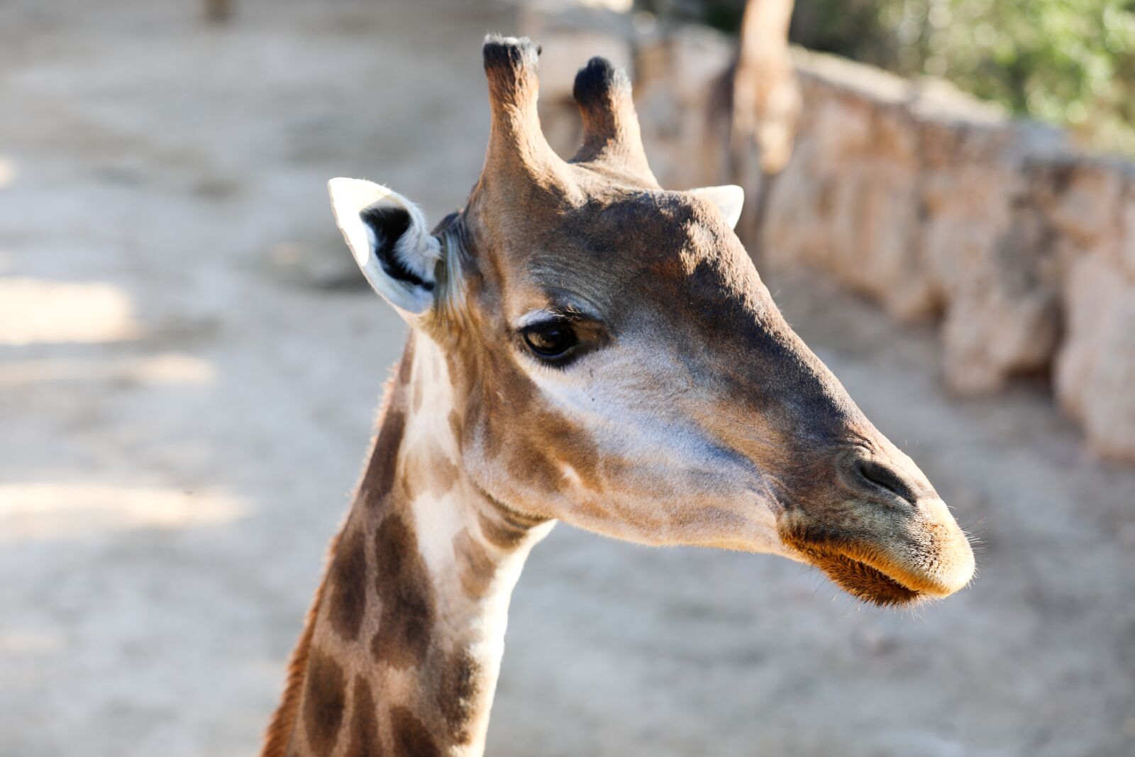 Canon EF 70-200mm F2.8L IS II USM sample photo. Giraffe, wildlife, nature photography