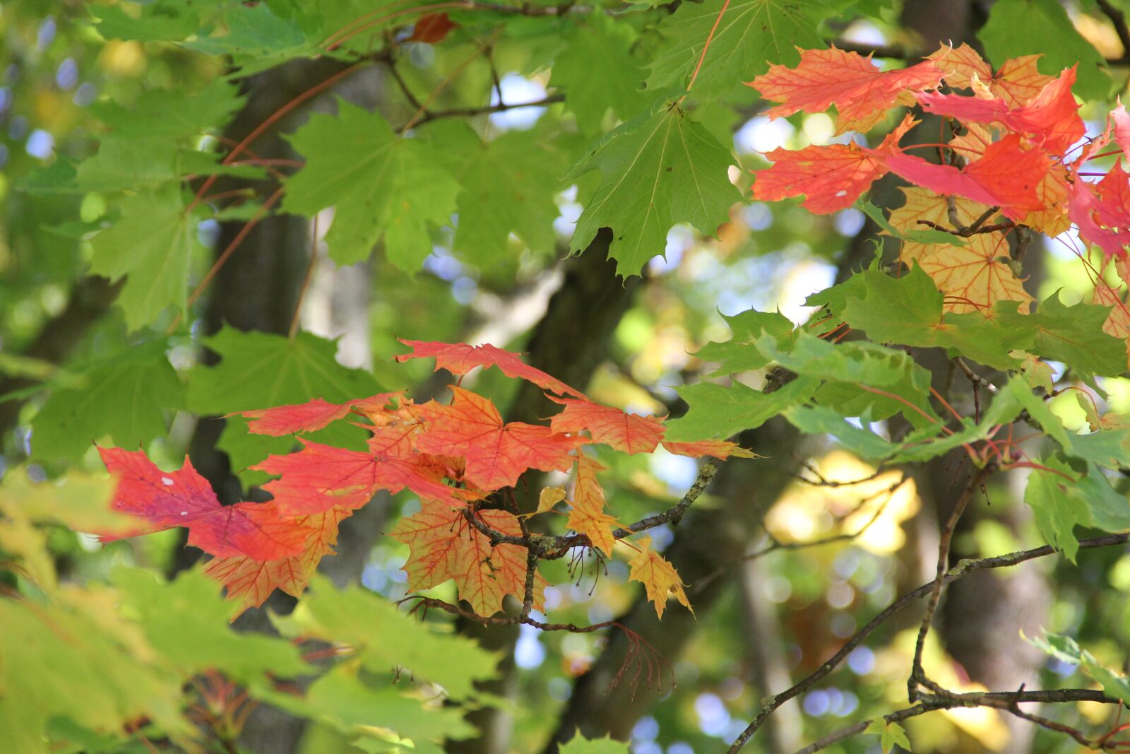 Canon EOS 60D sample photo. Maple leaves, autumn colours photography