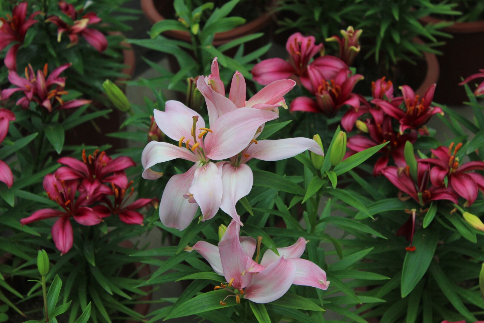 Canon EOS 600D (Rebel EOS T3i / EOS Kiss X5) sample photo. Plant, flower, lily photography