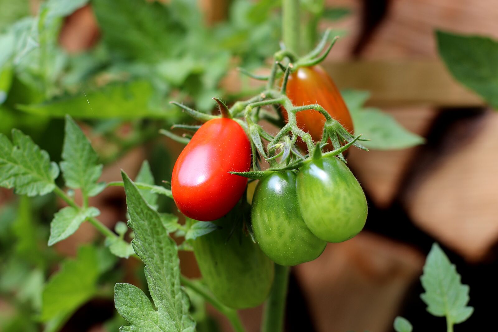 Canon EF 50mm F1.4 USM sample photo. Tomatoes, food, red photography