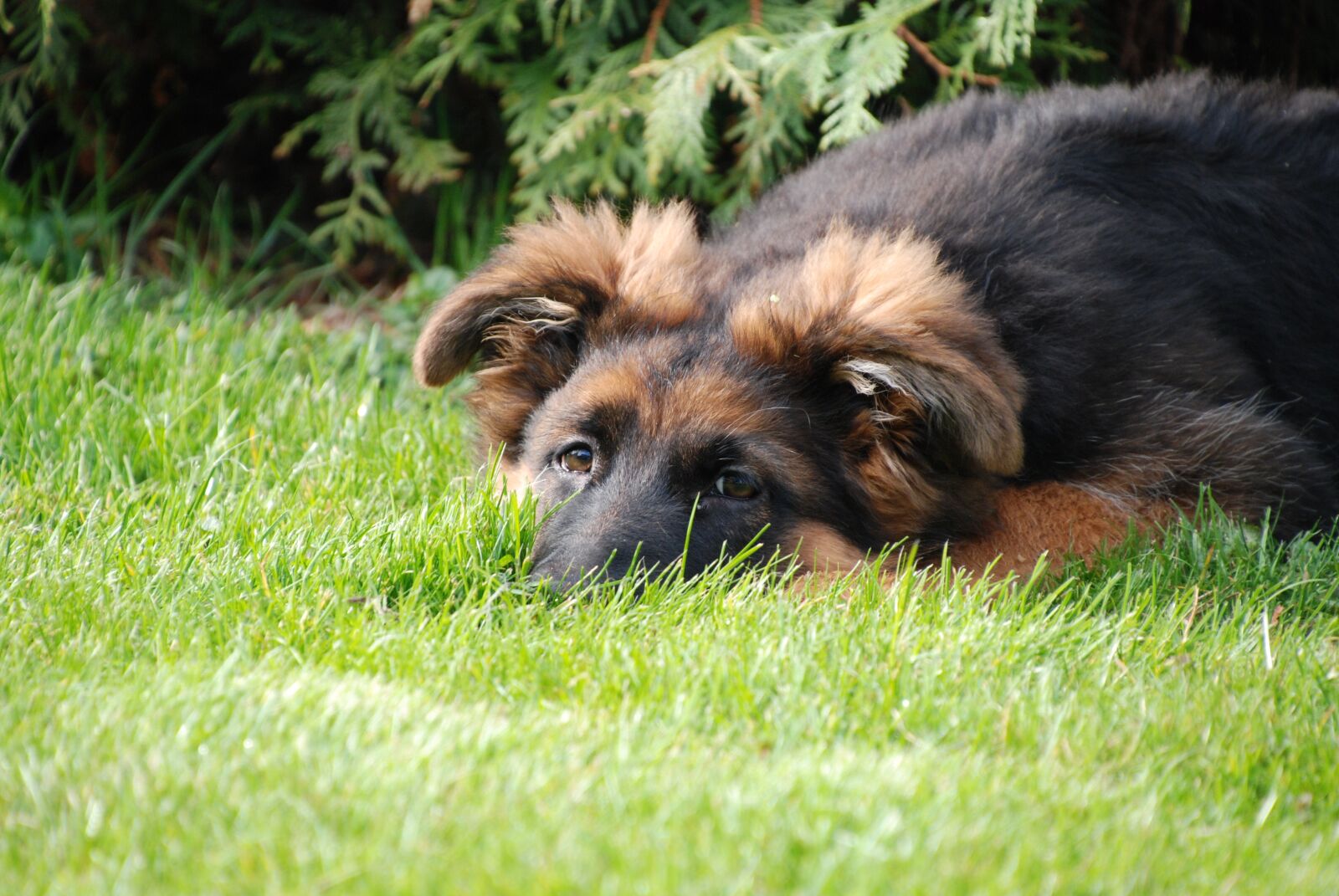 Nikon D80 sample photo. Dog, german shepherd, old photography