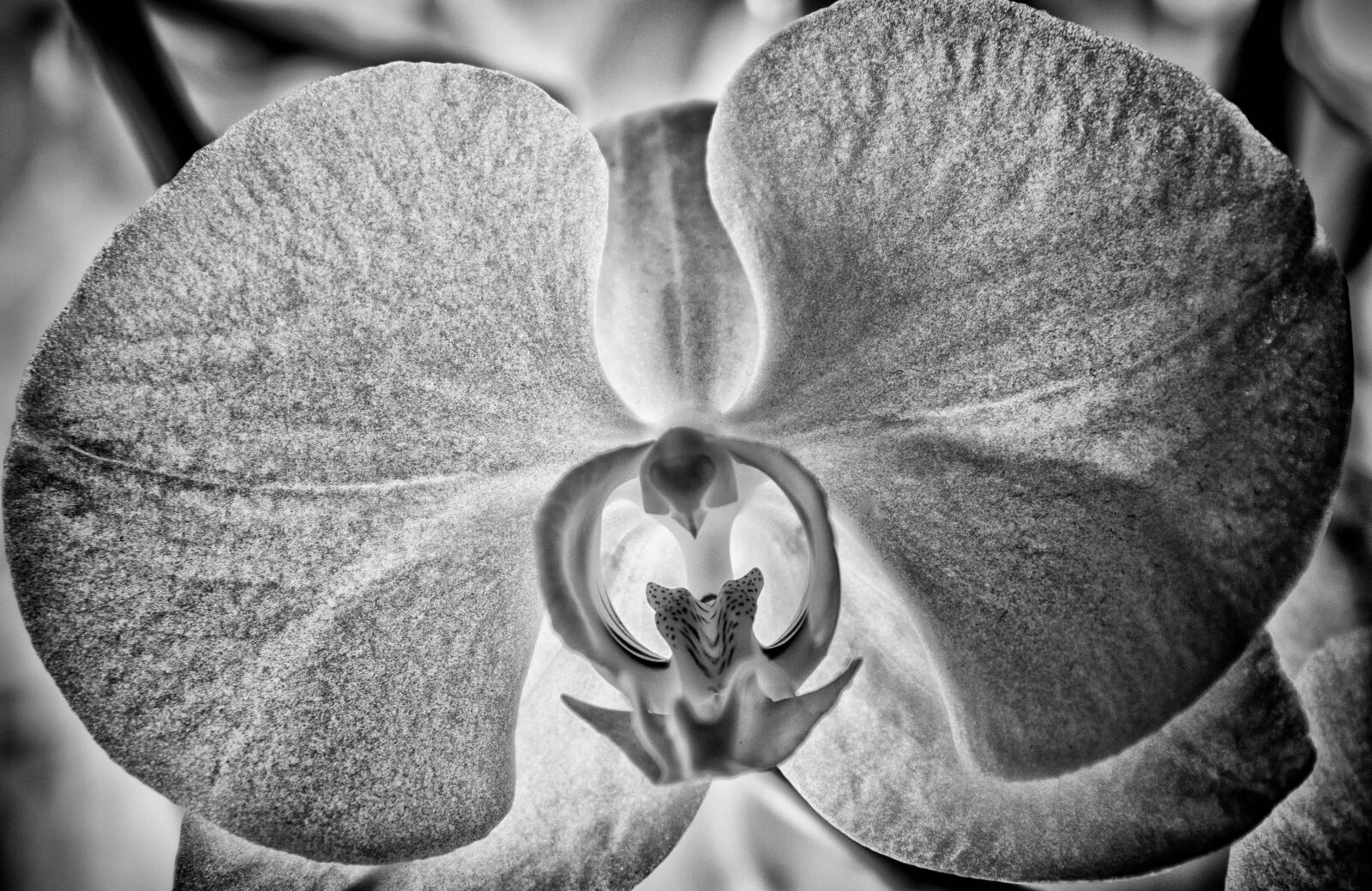 Nikon D3300 sample photo. Photomontage, monochrome, monochrome, nature photography
