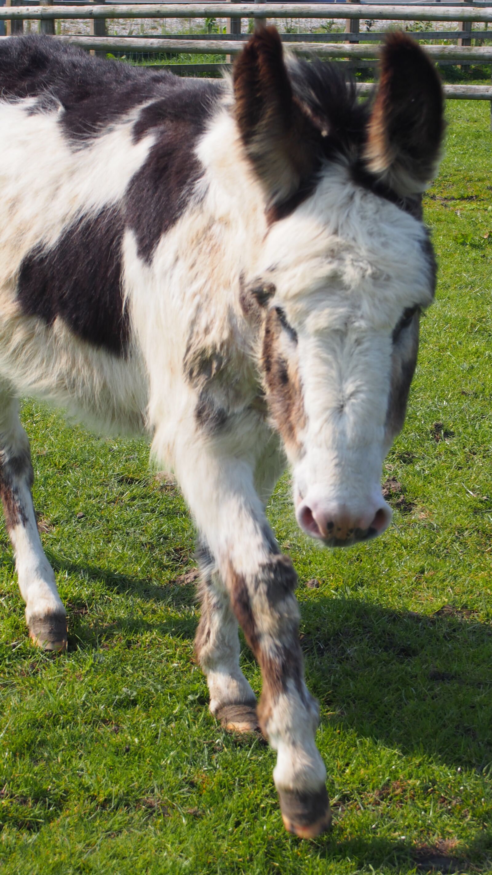 Olympus PEN E-PL5 sample photo. Donkey, animal, head photography
