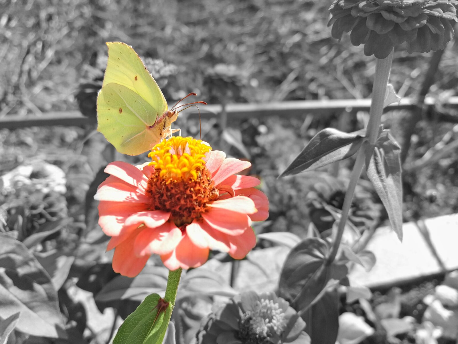 Meizu PRO 5 sample photo. Butterfly, black white, monochrome photography