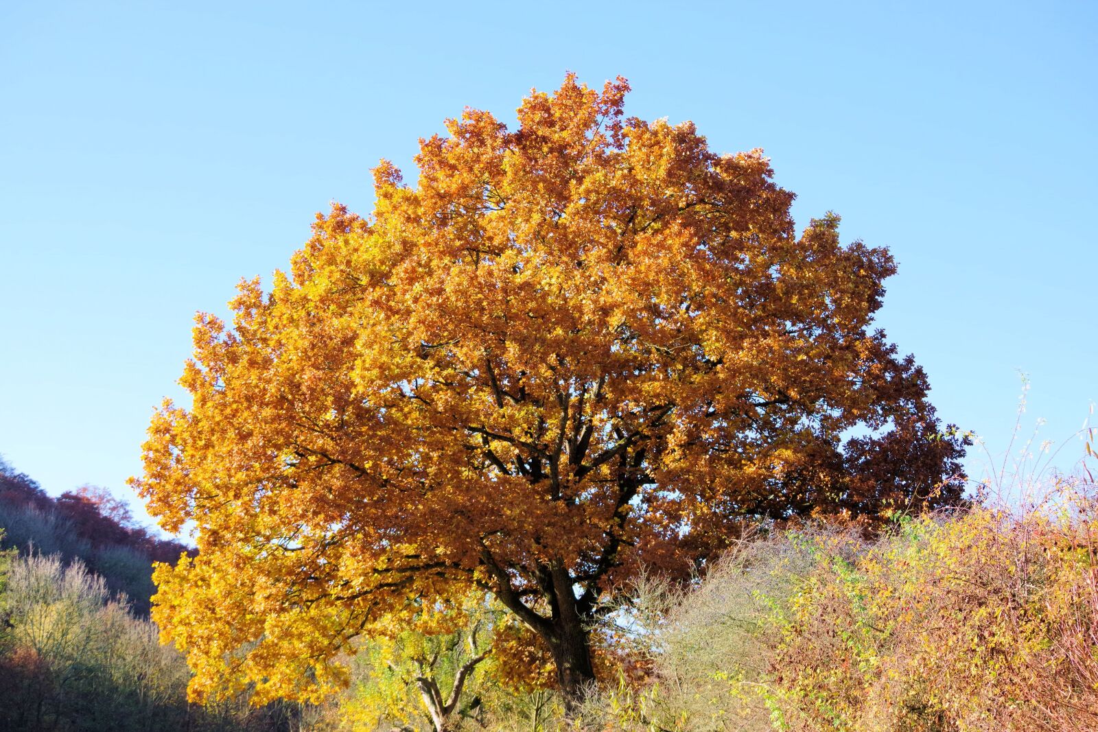 Pentax K-70 sample photo. Tree, autumn, nature photography