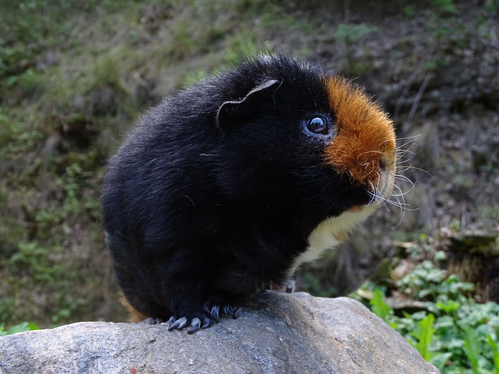 Sony Cyber-shot DSC-HX400V sample photo. Guinea-pig, mammal, cute photography
