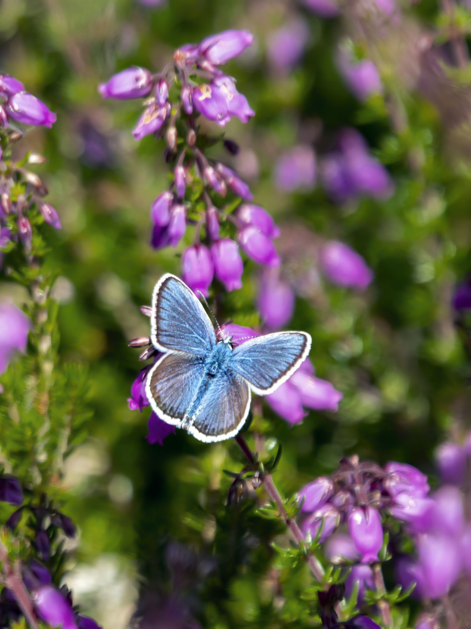 Sigma 100-400mm F5-6.3 DG OS HSM sample photo. Silver-studded-blue, butterfly, nature photography