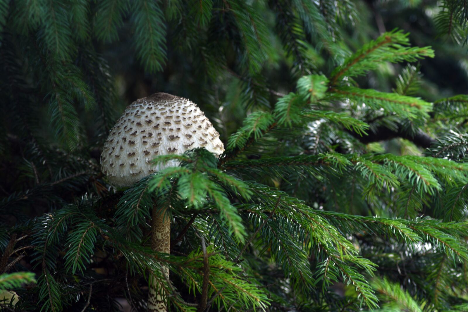 Nikon D3400 sample photo. Mushrooms, nature, forest photography