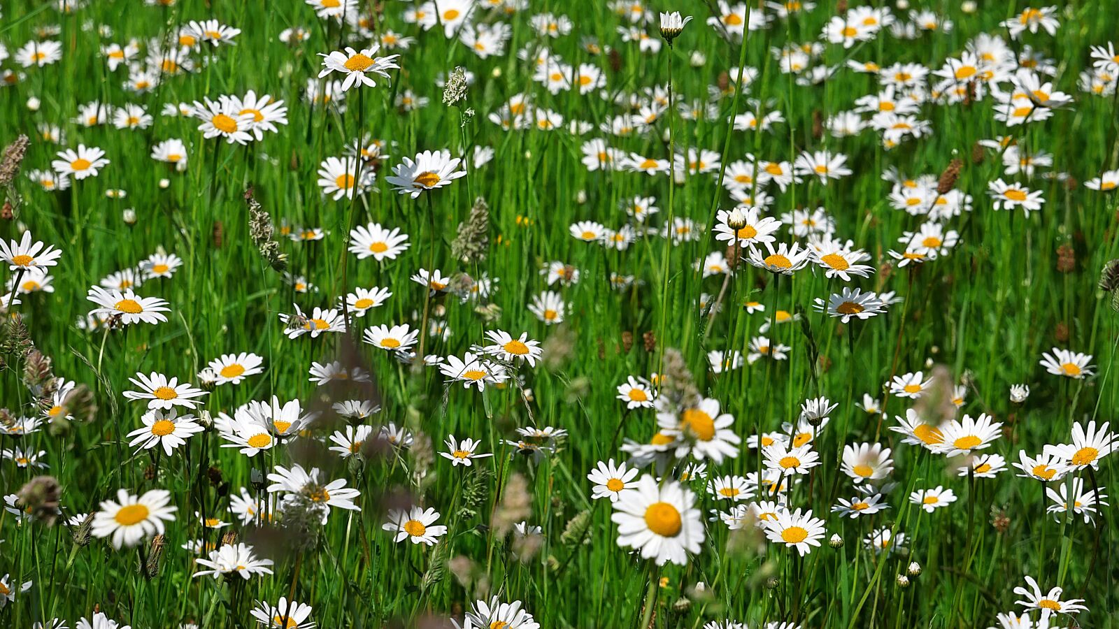 Panasonic Lumix DMC-GX85 (Lumix DMC-GX80 / Lumix DMC-GX7 Mark II) sample photo. Daisies, nature, wild photography