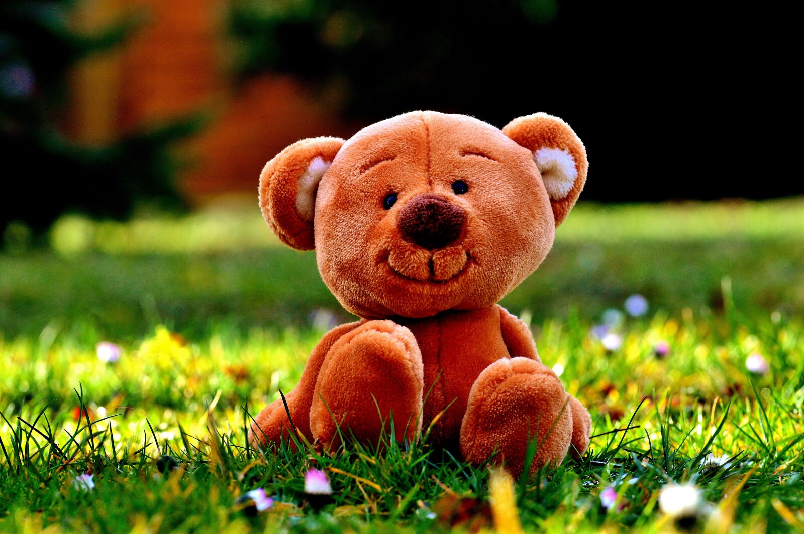Nikon D3200 sample photo. Teddy, meadow, cute photography