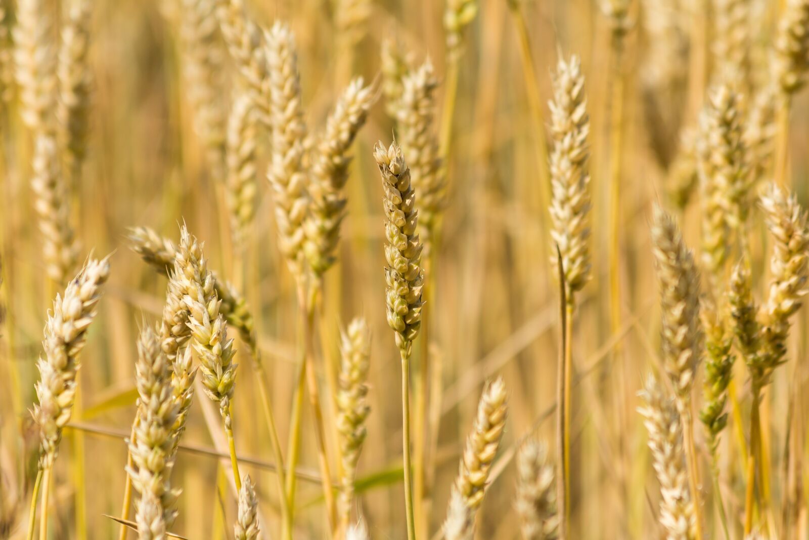 Canon EF 70-300mm F4-5.6 IS USM sample photo. Wheat, cereals, grain photography