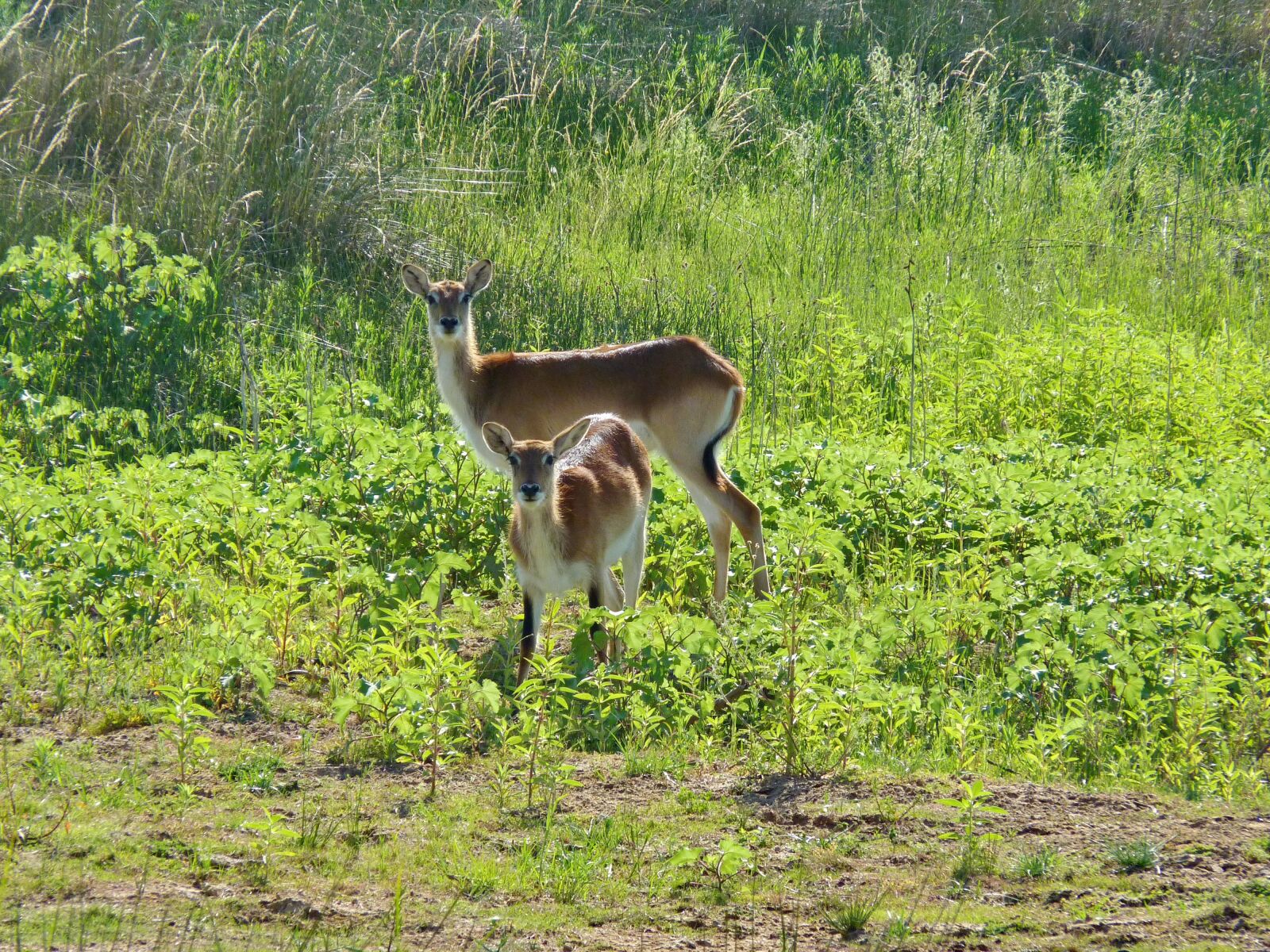 Panasonic Lumix DMC-FZ35 (Lumix DMC-FZ38) sample photo. Lechwe, marsh antelope, africa photography
