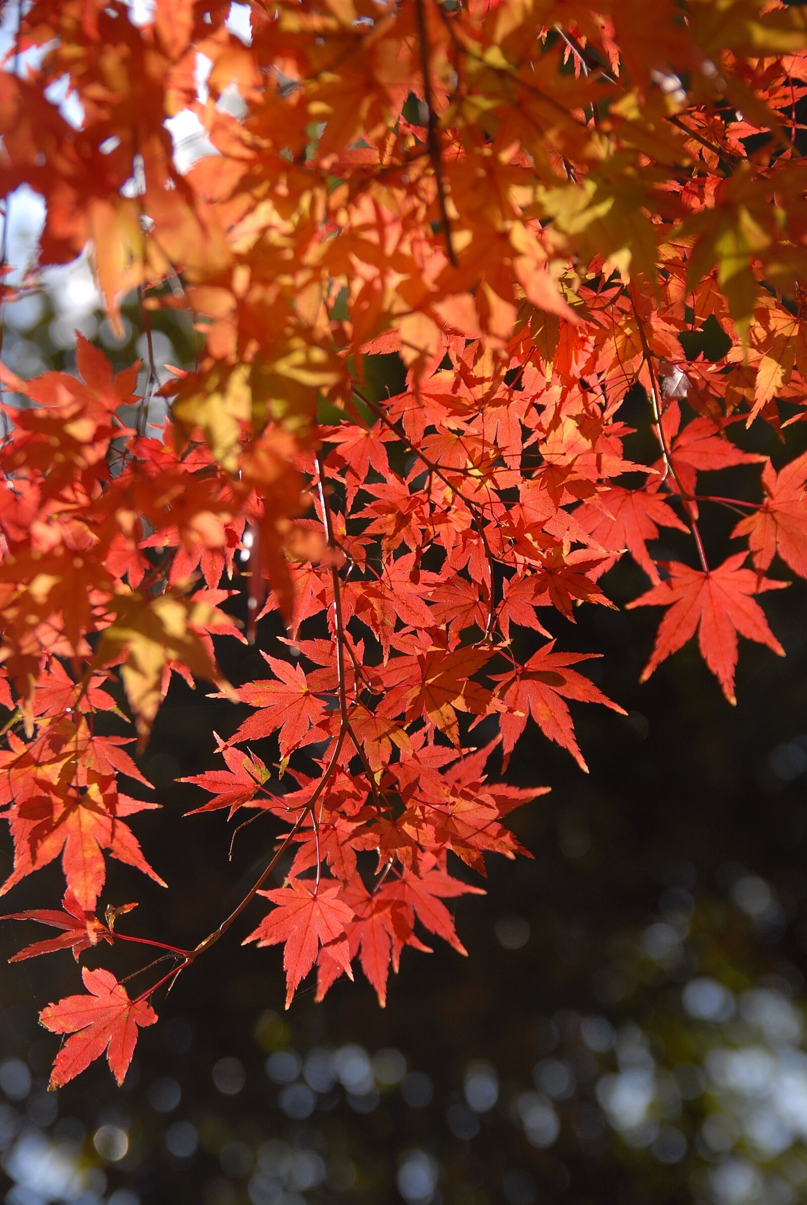 Nikon D200 sample photo. Plant, autumnal leaves, light photography