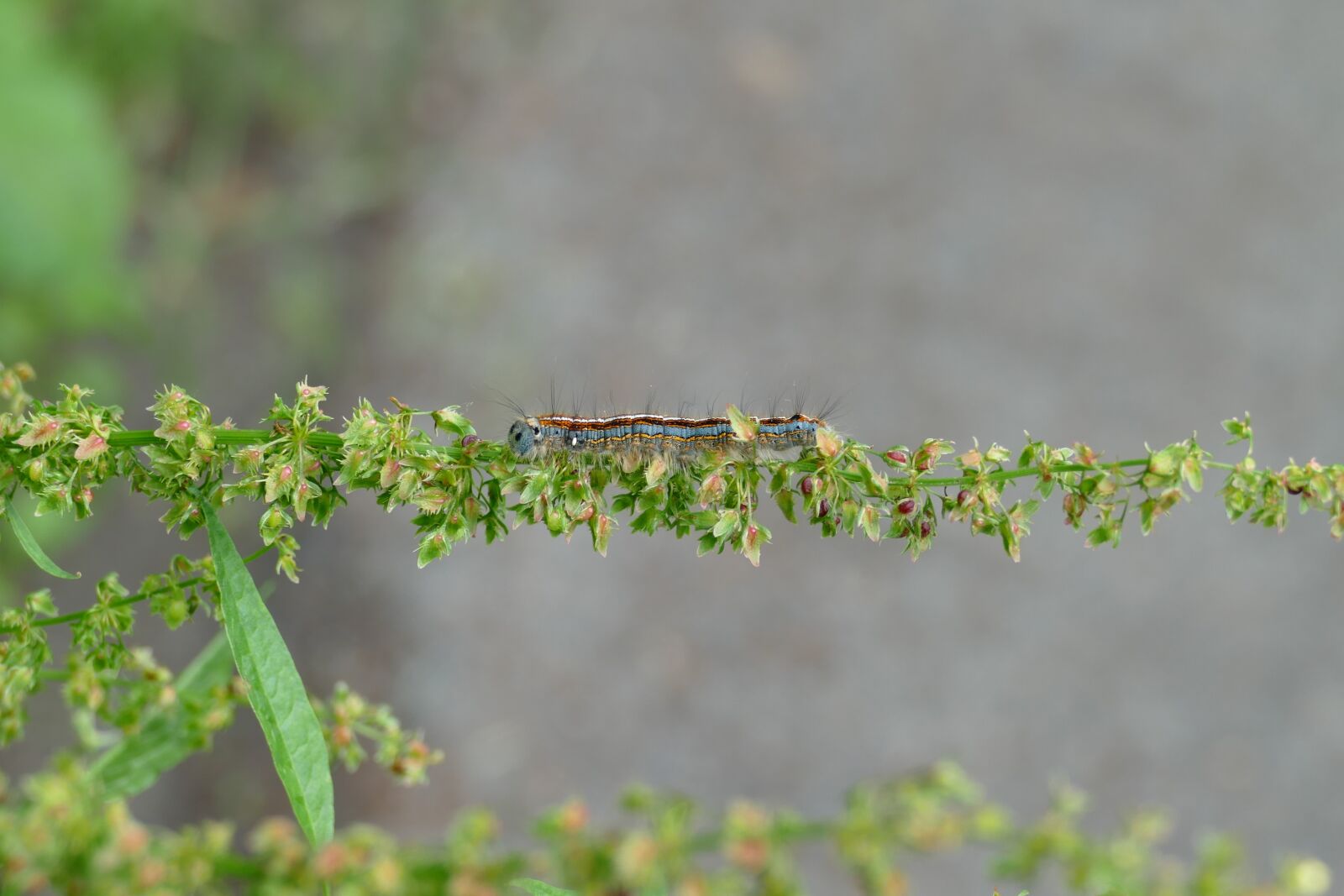 Panasonic Lumix DMC-FZ1000 sample photo. Caterpillar, butterfly caterpillar, ringelspinner photography
