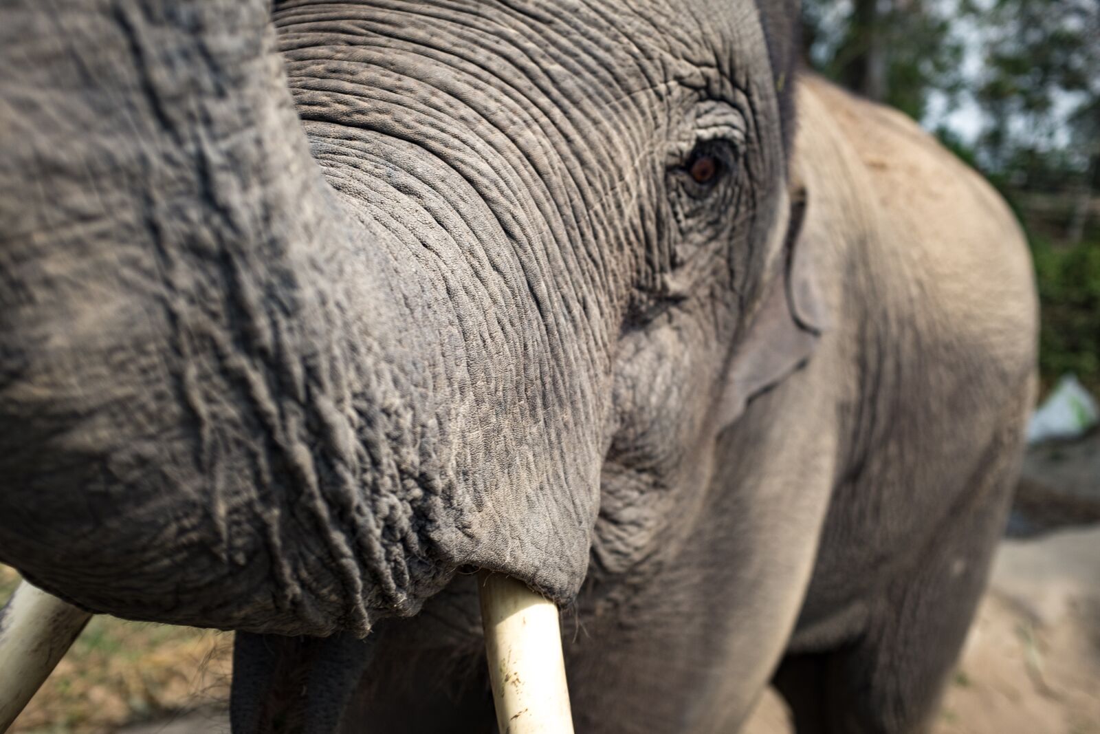 Fujifilm X100T sample photo. Animal, close-up, elephant photography