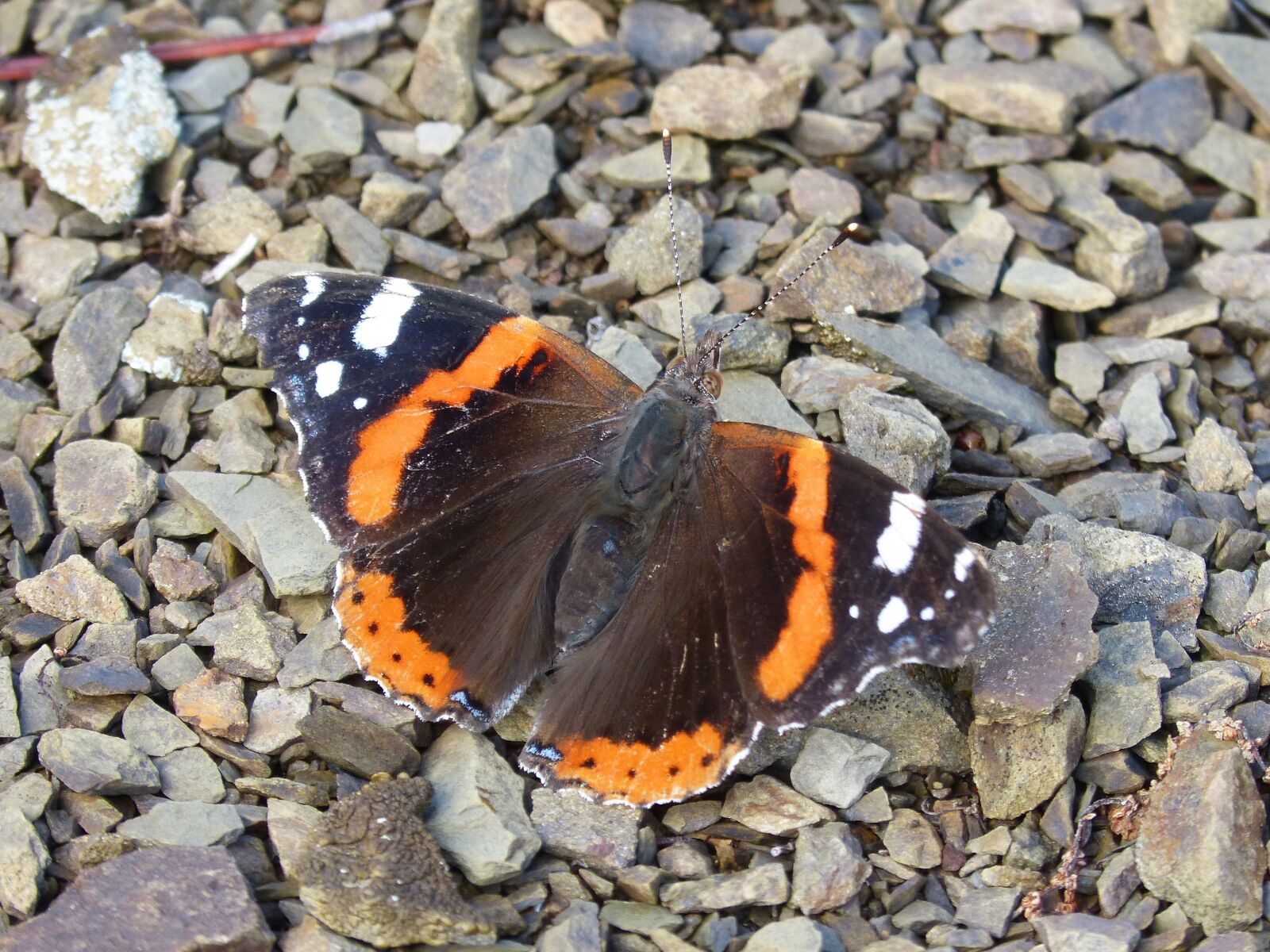 Panasonic DMC-FZ62 sample photo. Butterfly, atalanta, vanessa atalanta photography