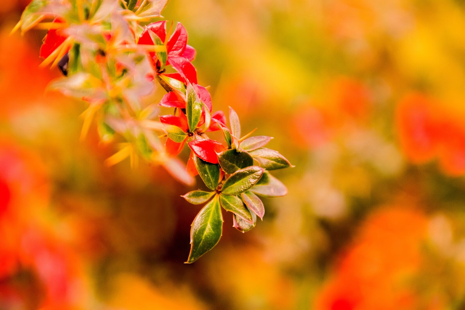 Nikon D3300 sample photo. Nature, leaf, bright photography