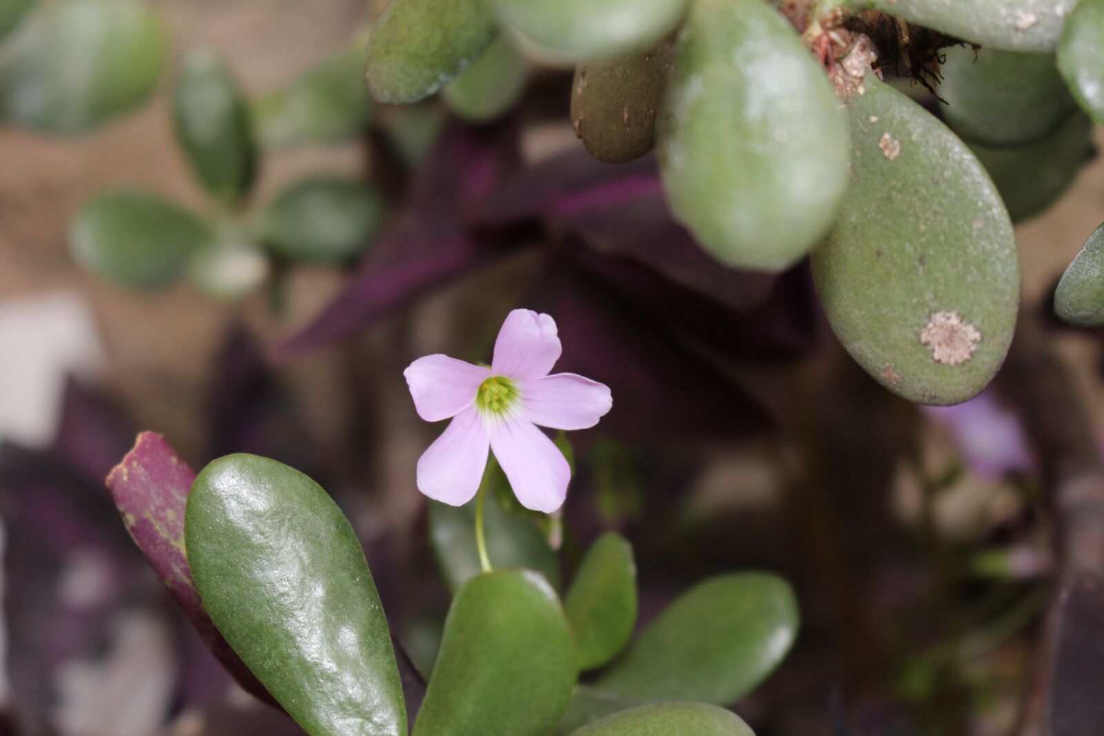 Canon EOS 700D (EOS Rebel T5i / EOS Kiss X7i) sample photo. Nature, plant, flower photography