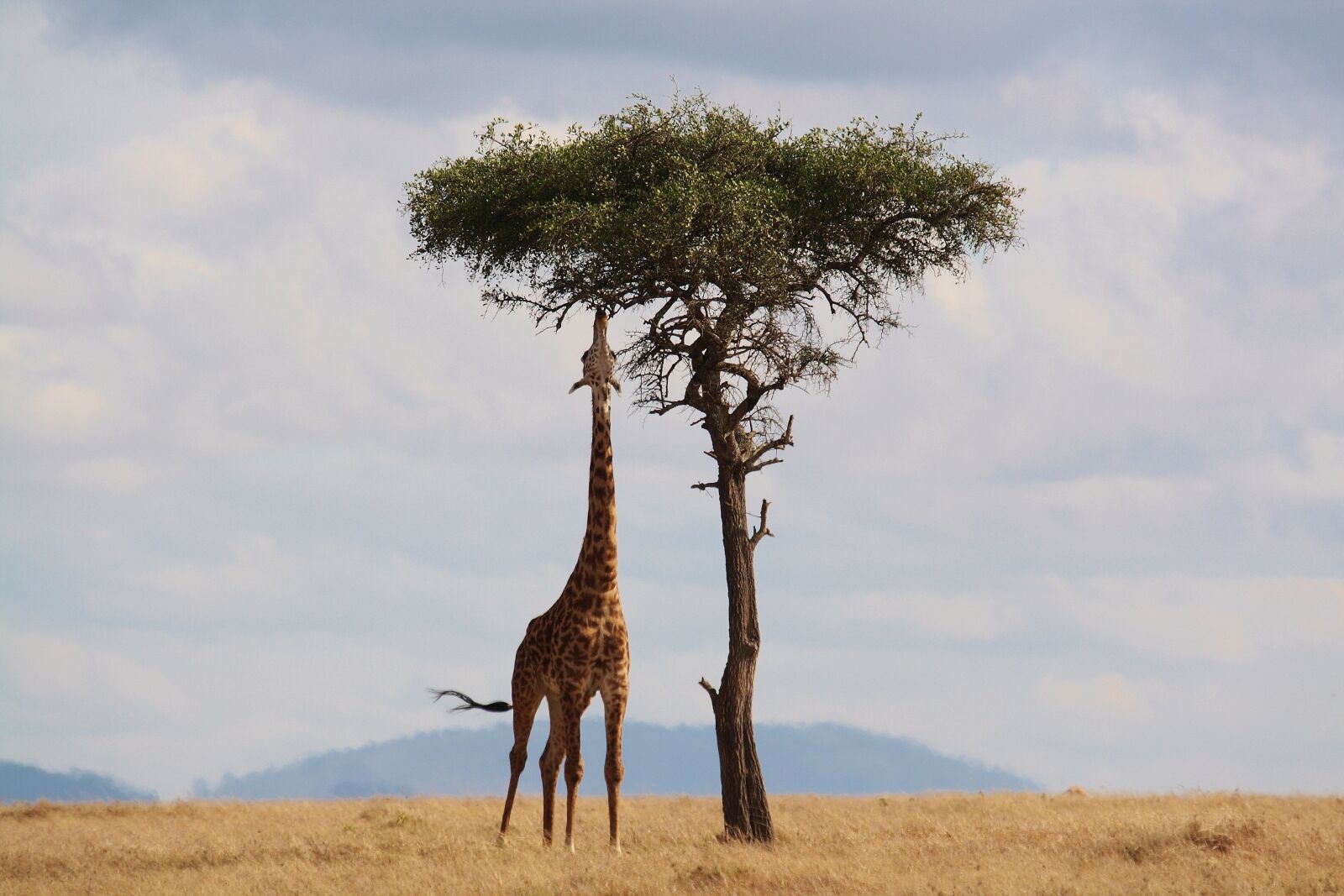Canon EOS 400D (EOS Digital Rebel XTi / EOS Kiss Digital X) sample photo. Giraffe, kenya, africa photography