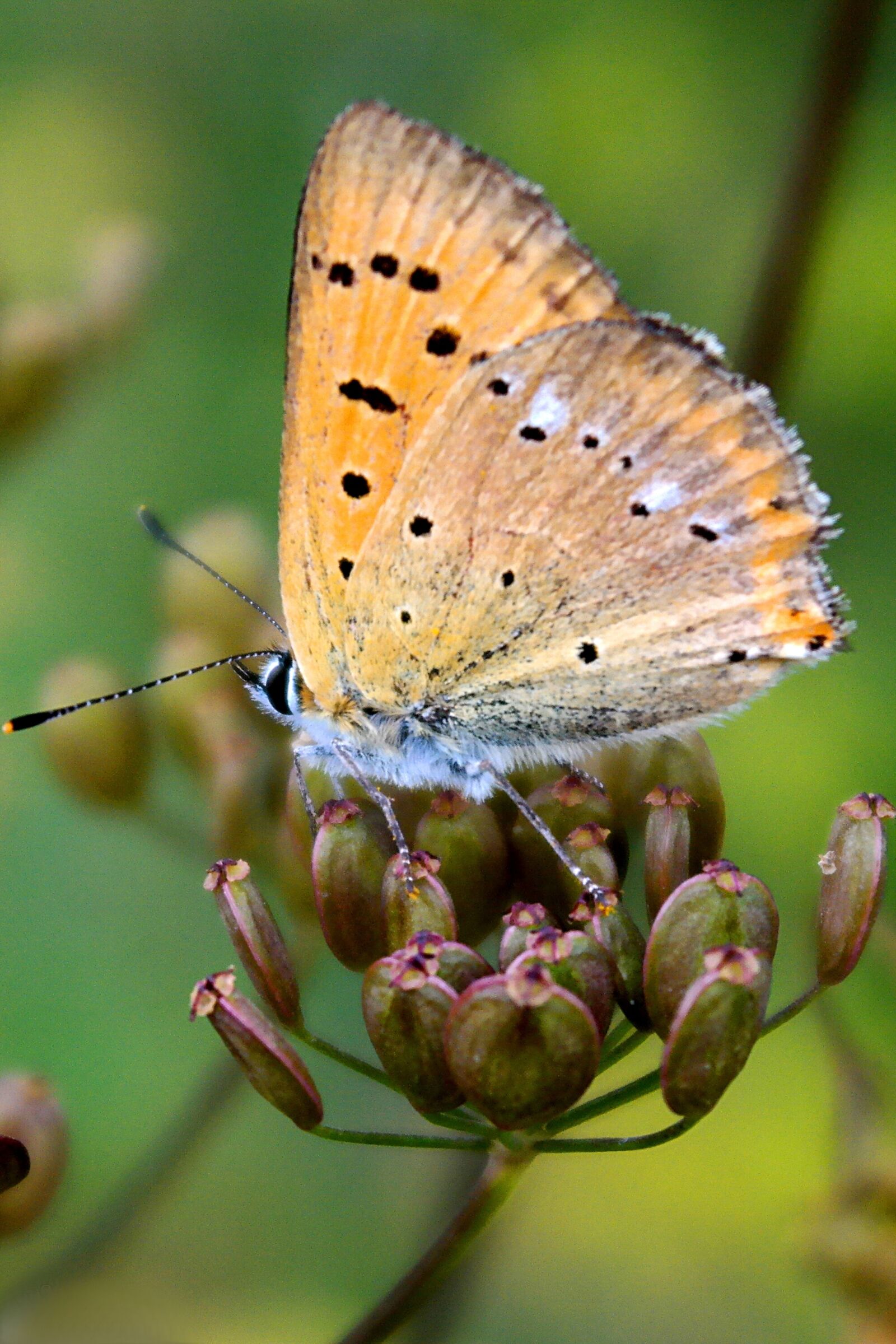 Samsung NX2000 sample photo. Insect, butterfly day, nature photography