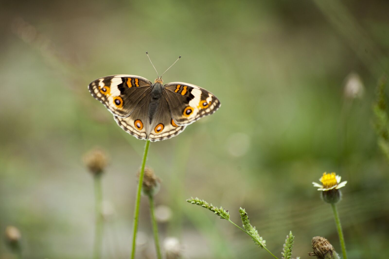 Canon EOS 5D Mark II sample photo. Animal, insect, butterfly photography
