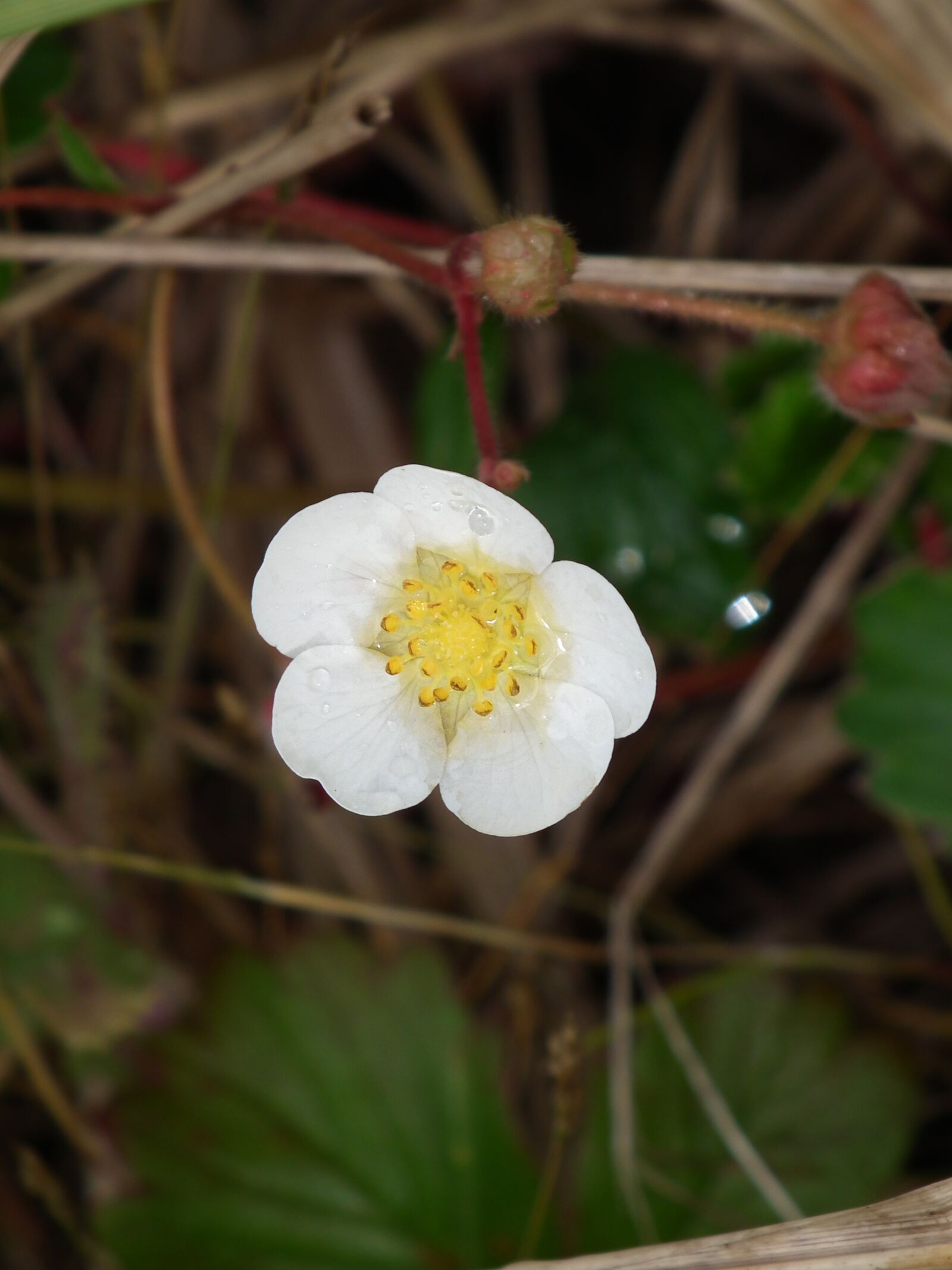 FujiFilm FinePix HS10 (FinePix HS11) sample photo. Flower, dewdrops, white photography