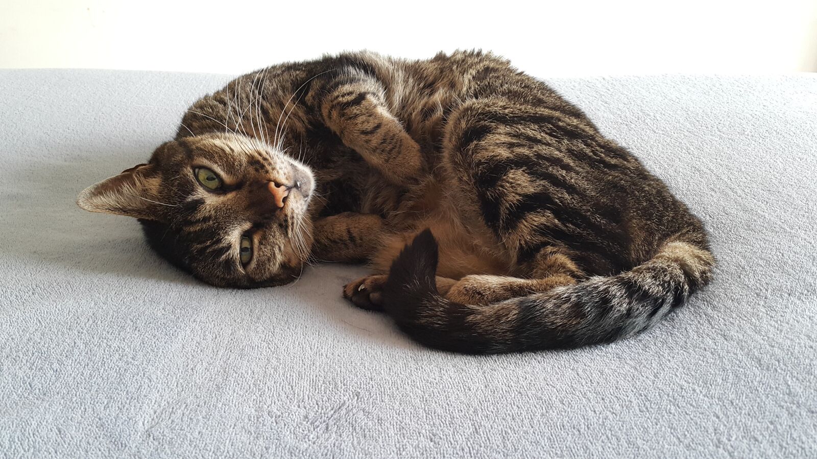Samsung Galaxy Note4 sample photo. Cat, resting, kitten photography