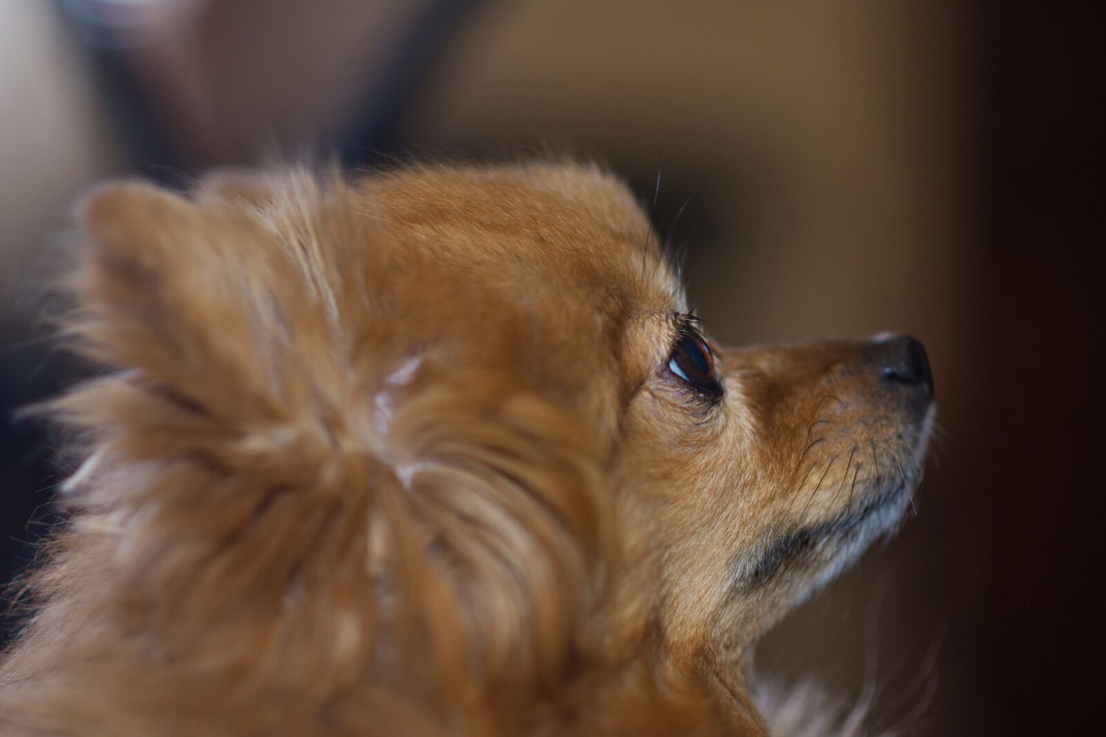 Nikon D7200 sample photo. Animal, mammal, dog photography